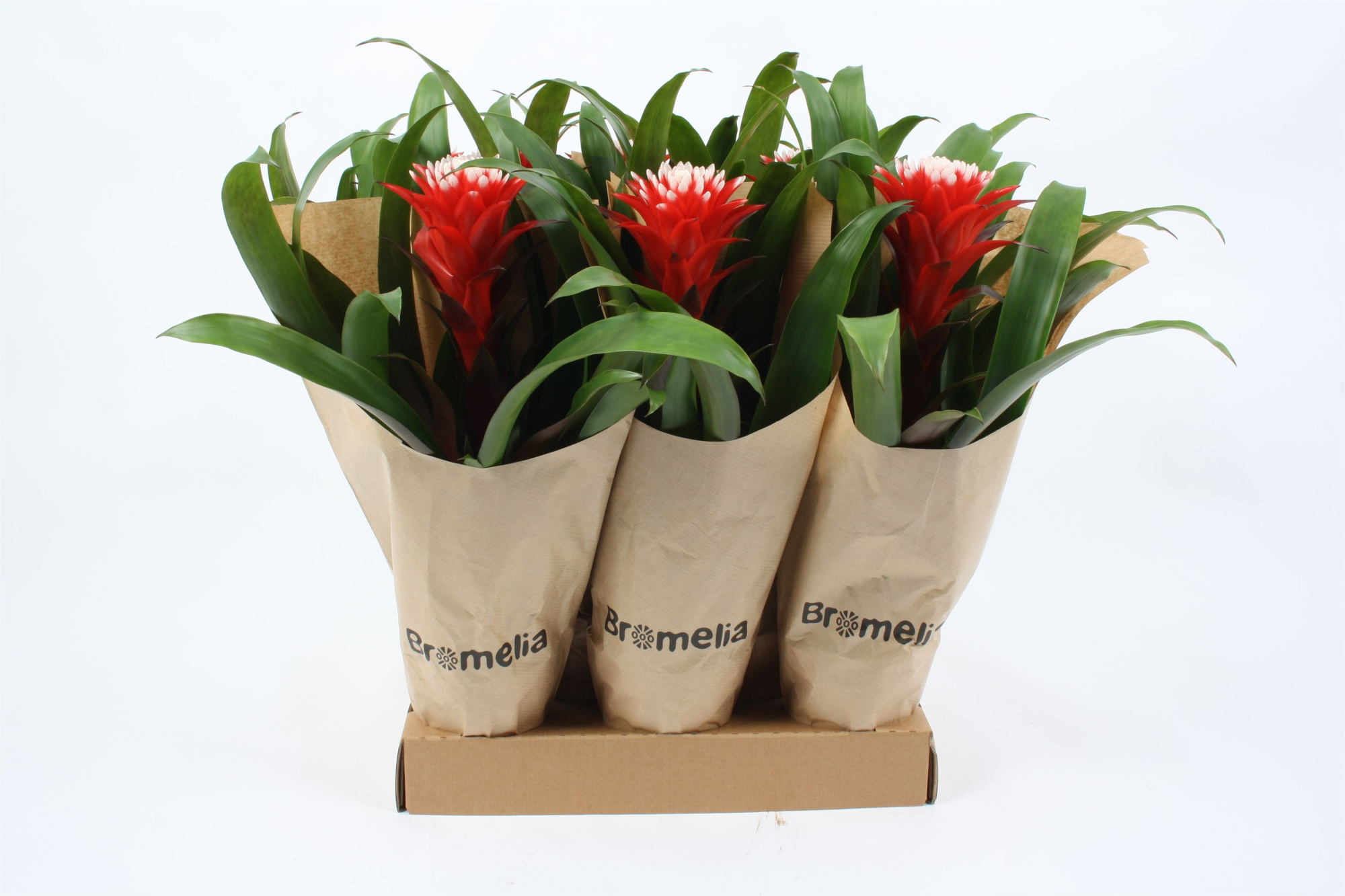 Guzmania Hope in hoes Kraft, D 12 cm