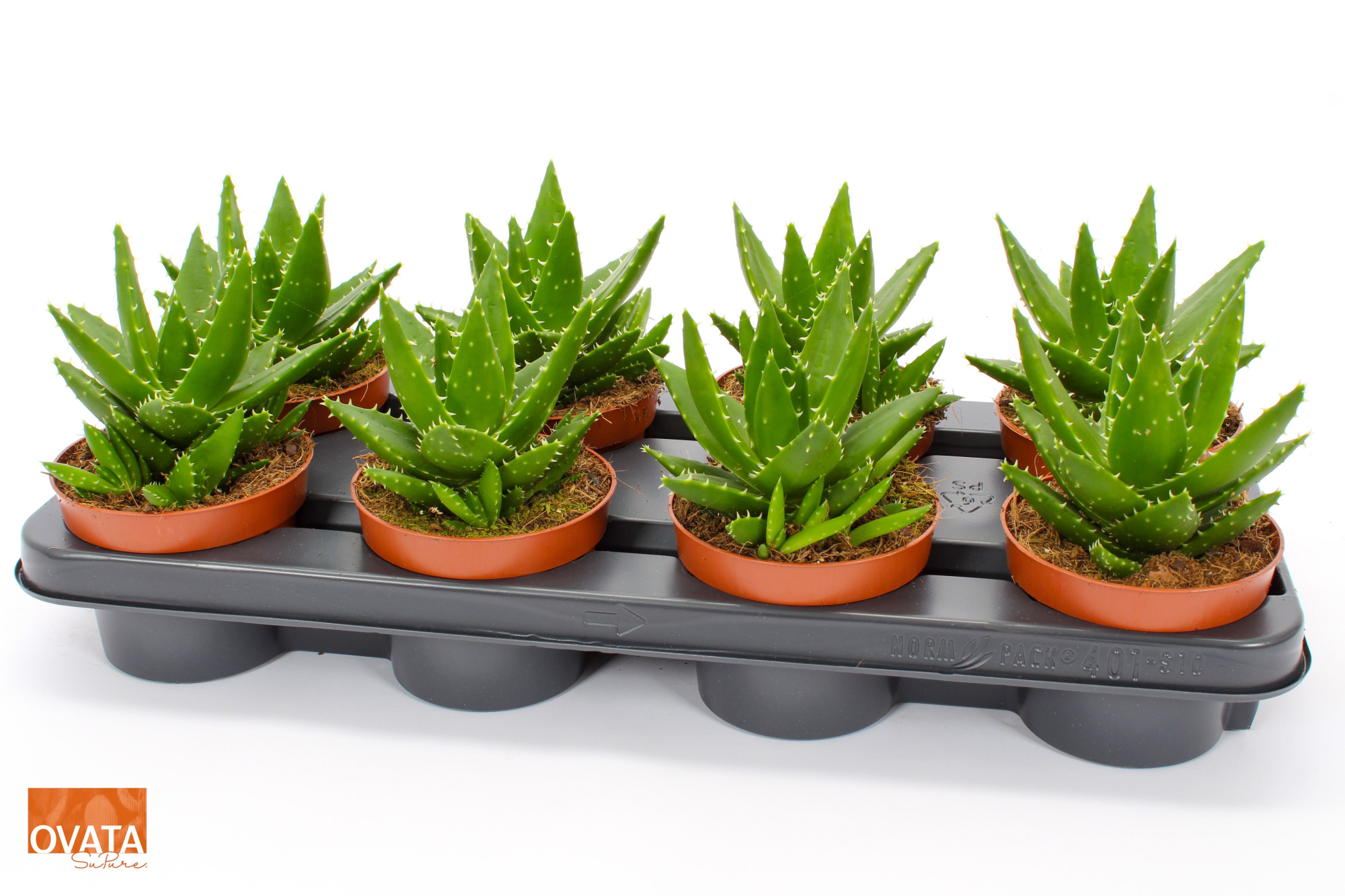 Aloe perfoliata 12 ROCKS, D 12 cm