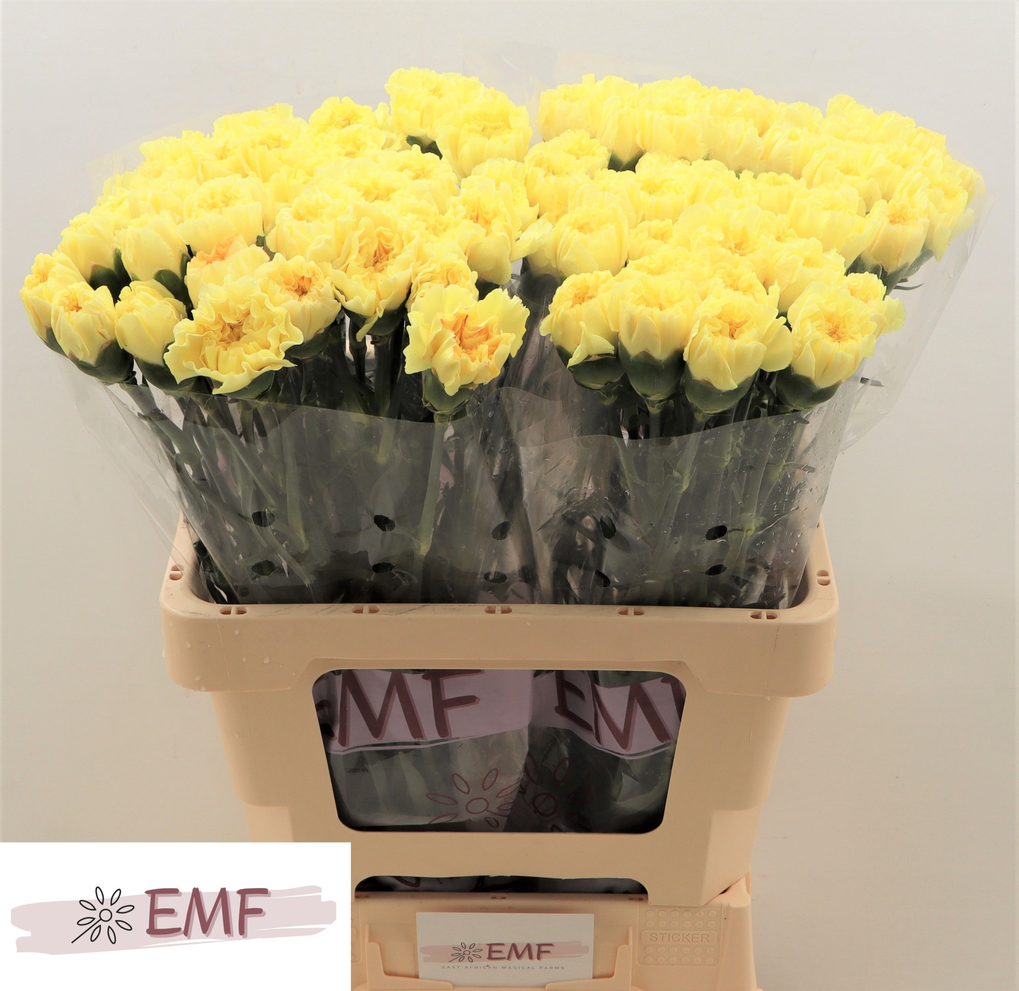 Диантус од. Киро, шт.