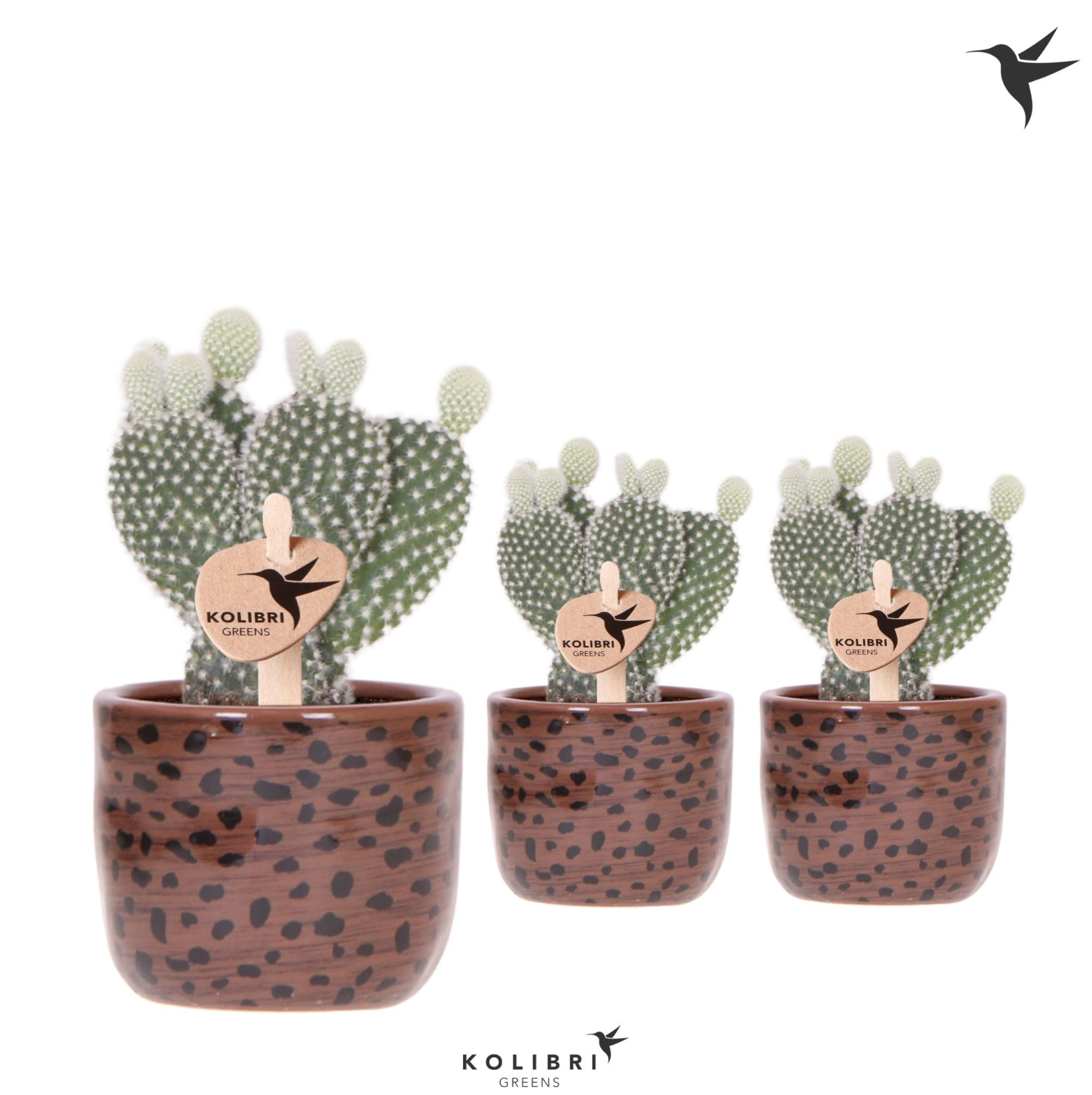 Kolibri Greens Opuntia white in Leopard pot, D 6 cm