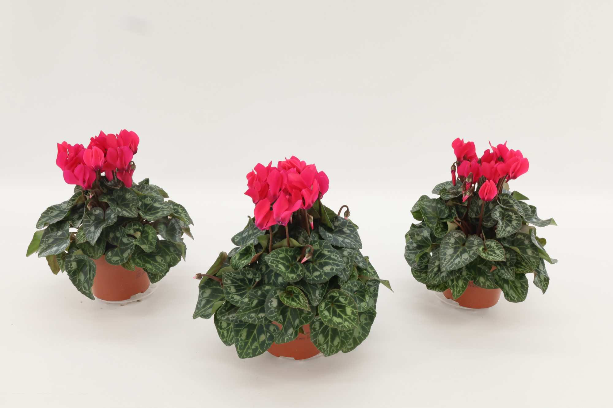 Cyclaam Mini Pink 9cm, D 9 cm