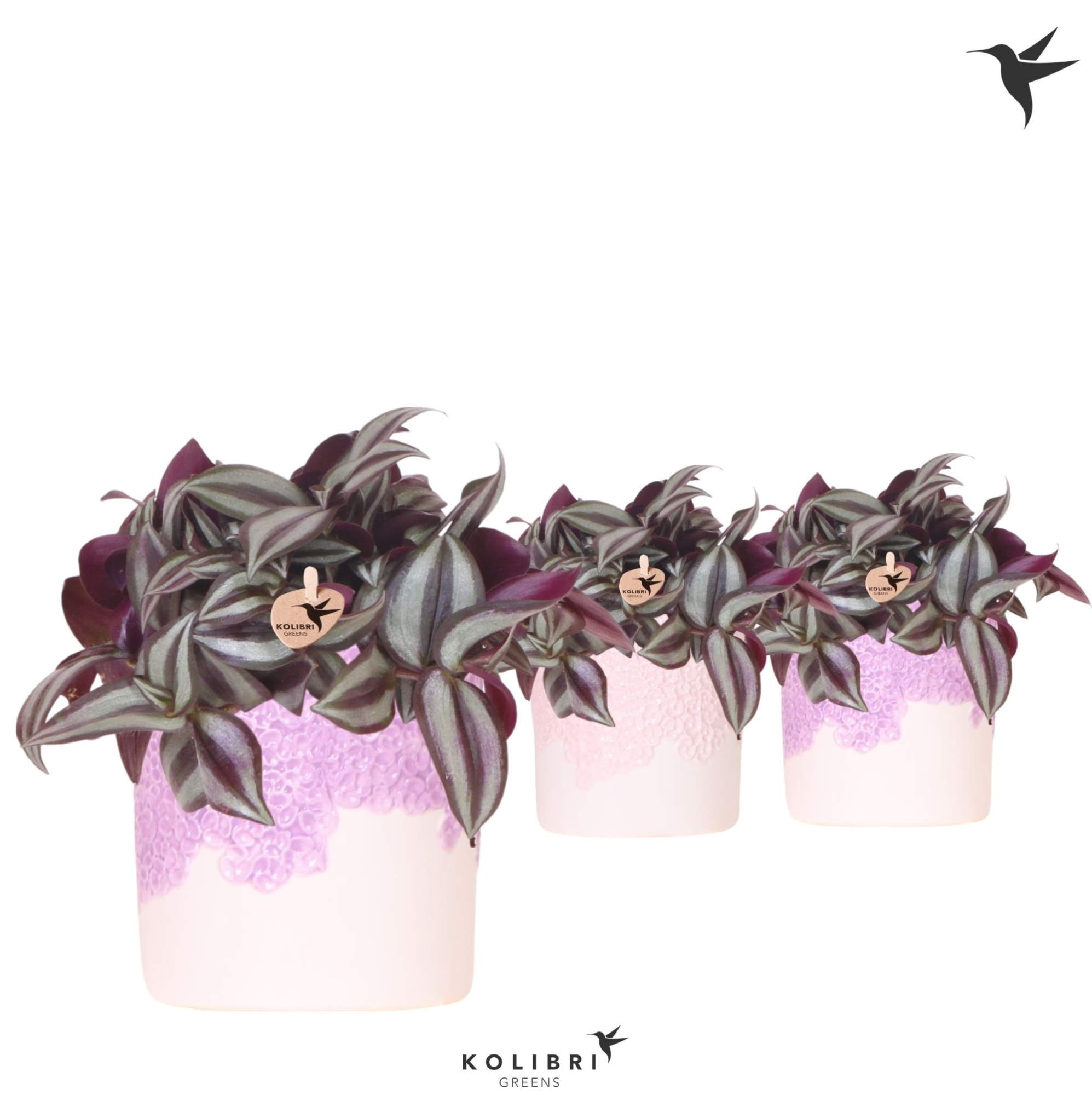 Kolibri Greens Tradescantia Zebrina in Bloom pot lila mix, D 9