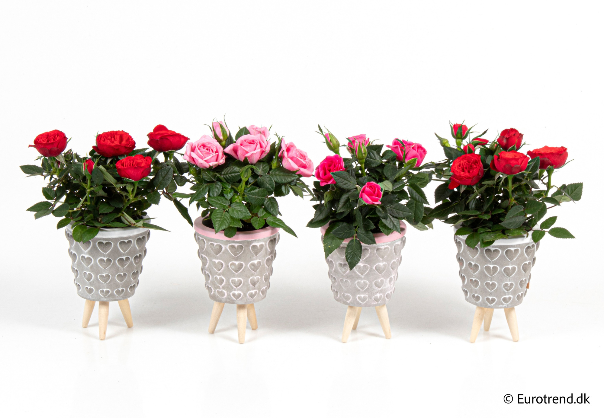 Roses in Valentine ceramic 2026, D 6