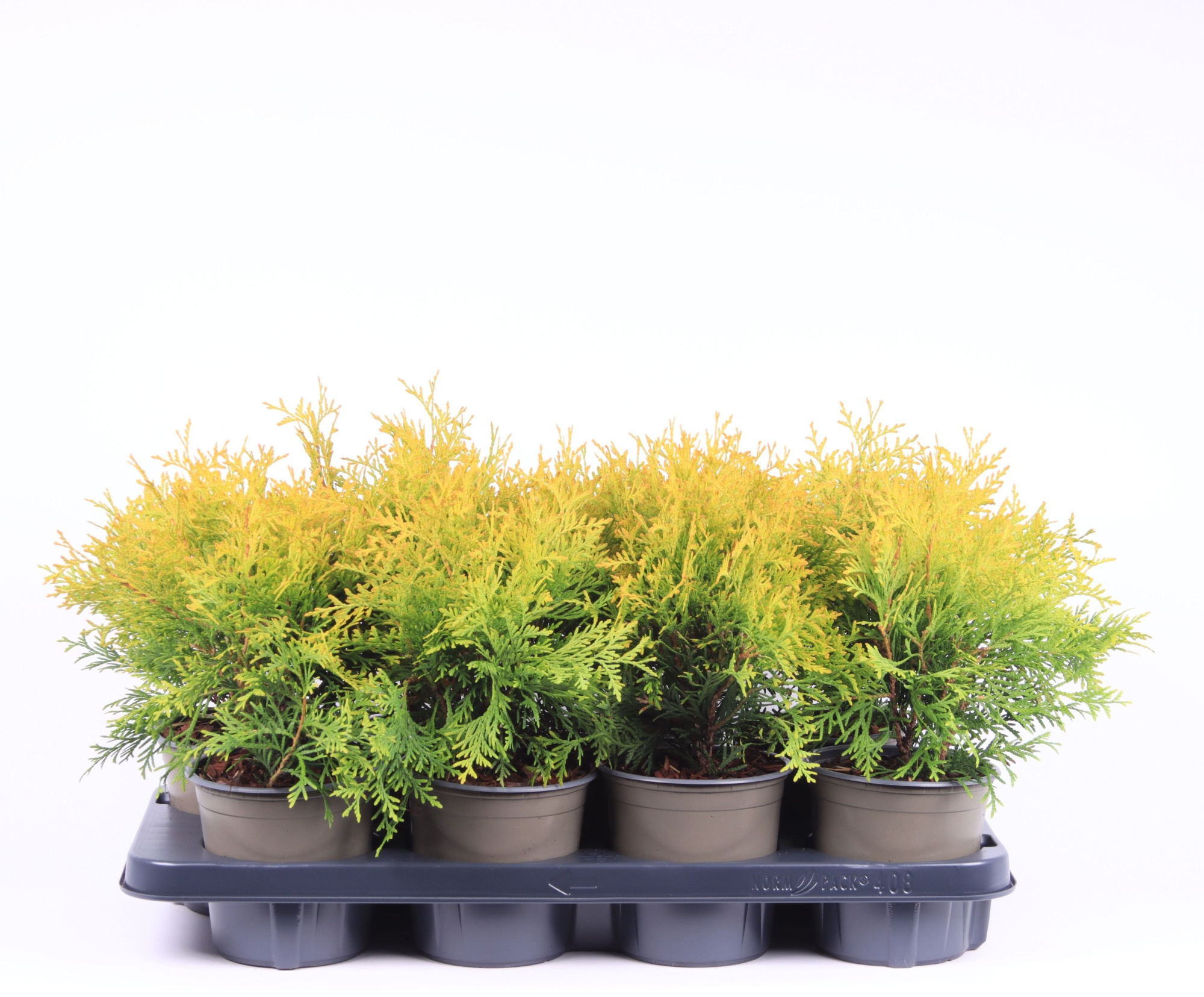 Thuja occidentalis 'Golden Globe', D 13