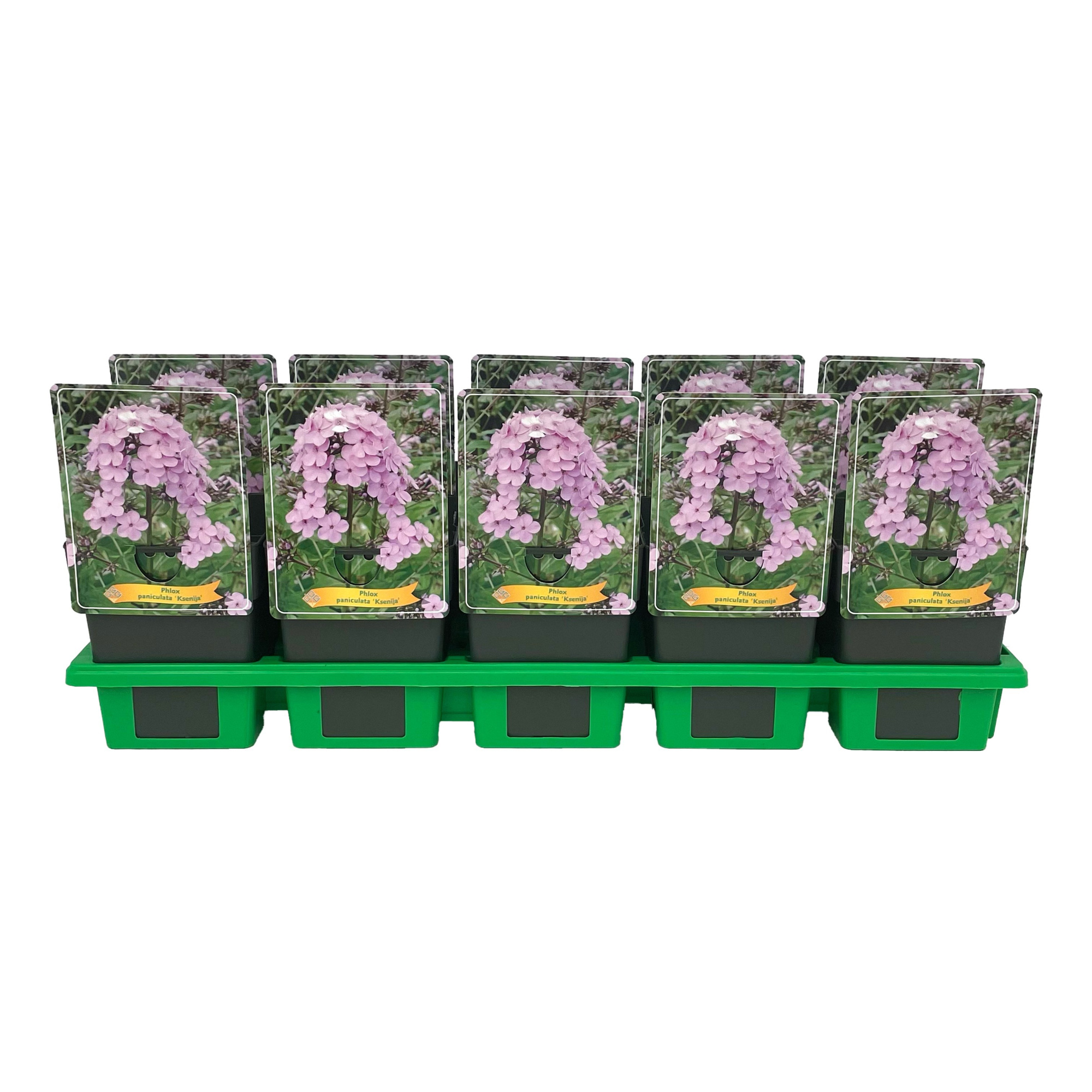 Phlox Paniculata 'Ksenija' P11, D 11