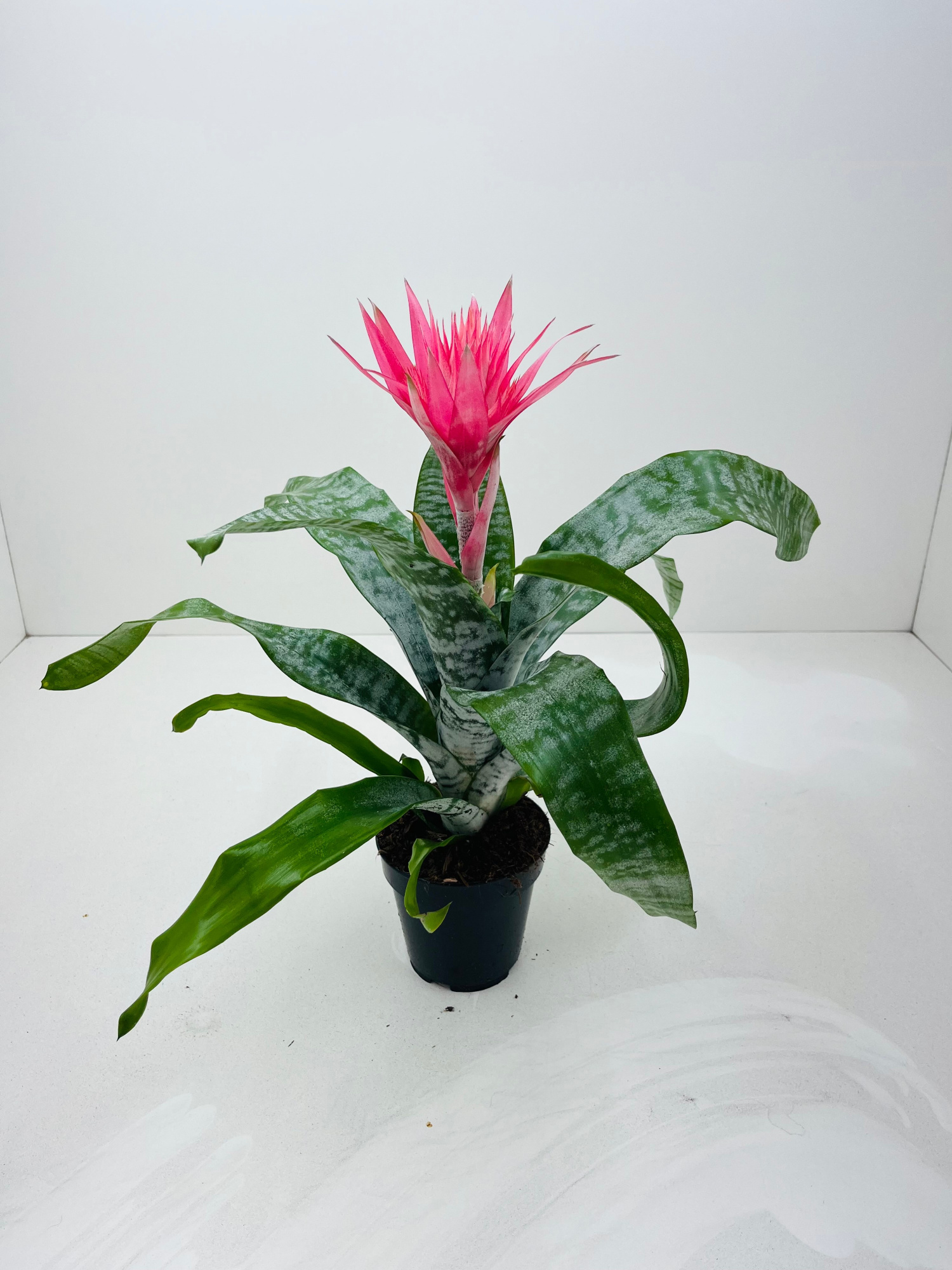 Aechmea Primera Pot 12 CM, D 12