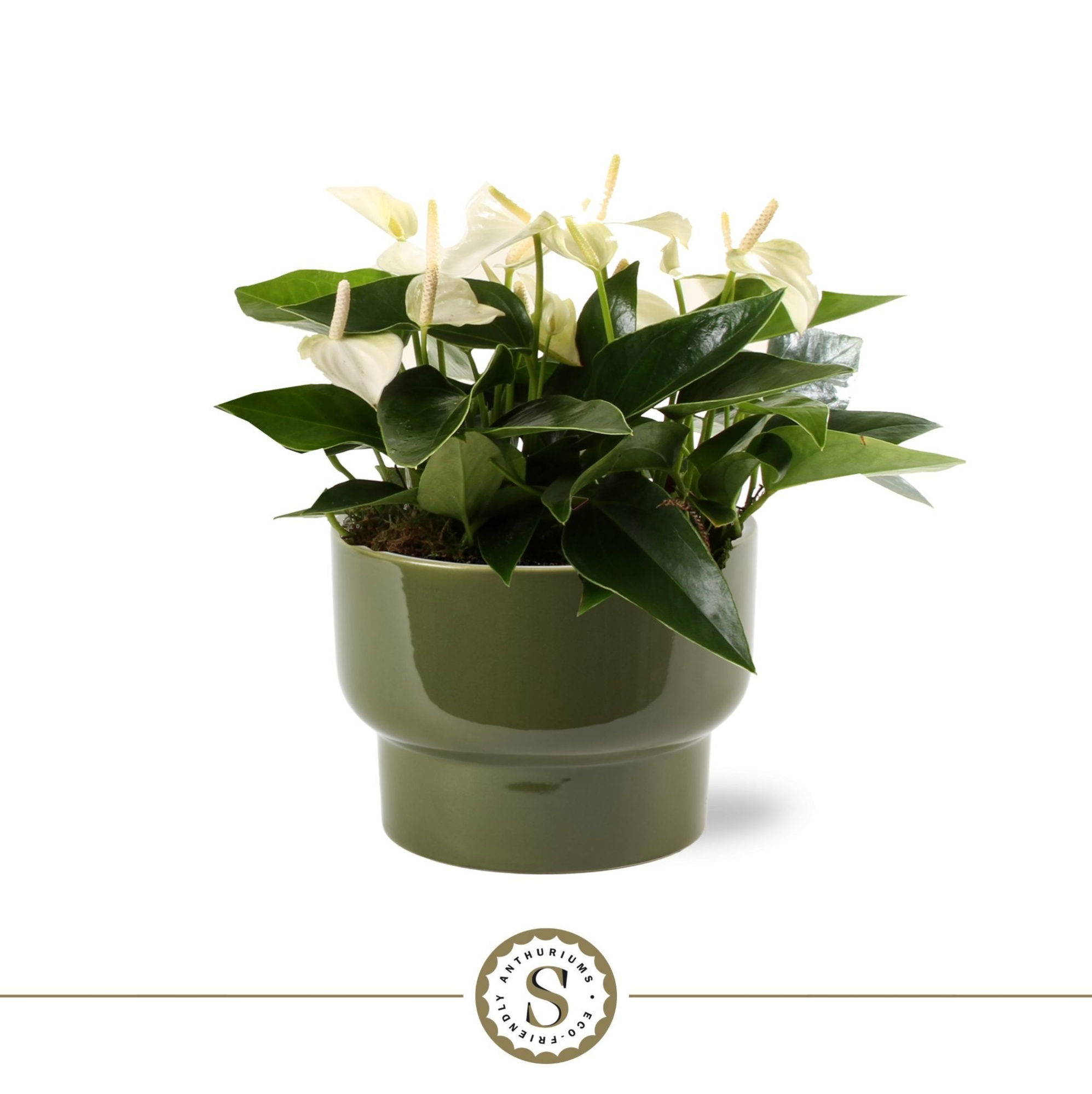 Athene Keramiek Green - White, D 17