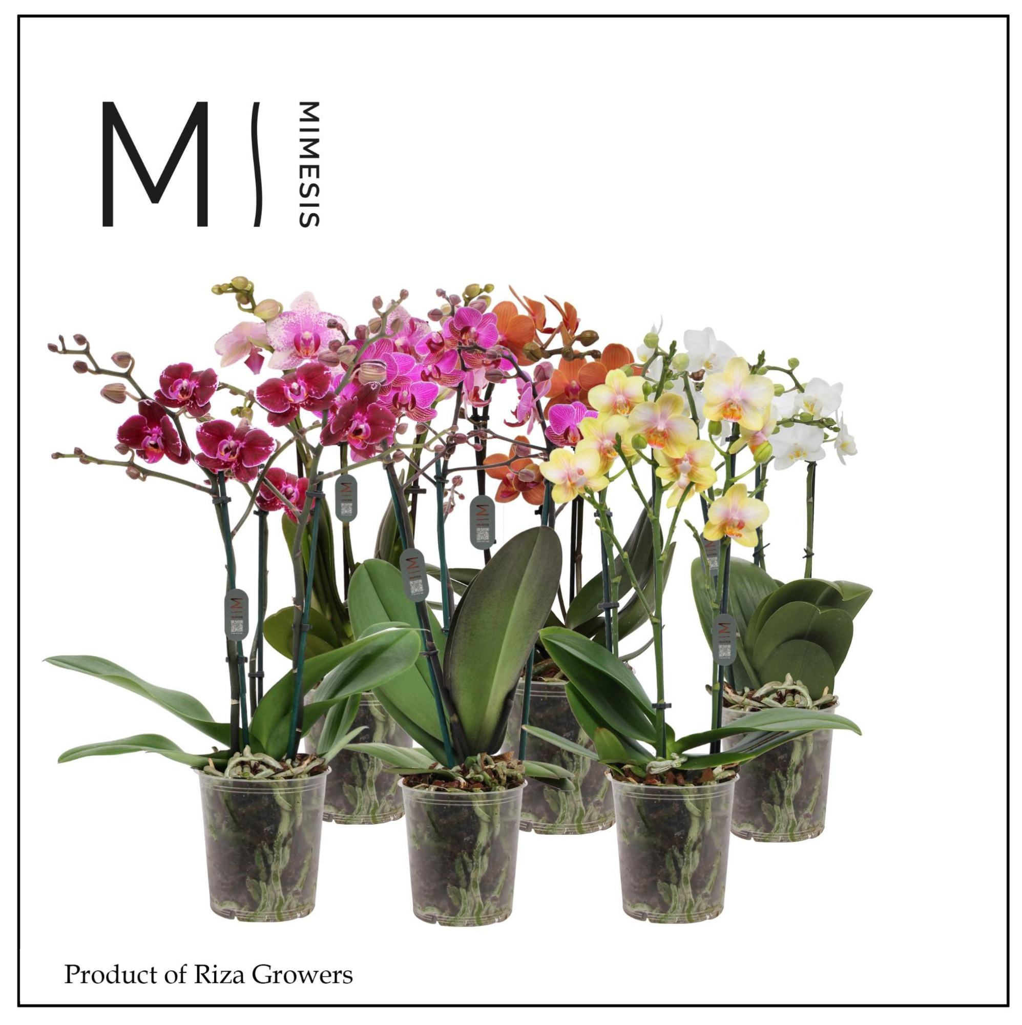 Phalaenopsis Multi Mix 3 spike - 12cm | Mimesis, D 12 cm