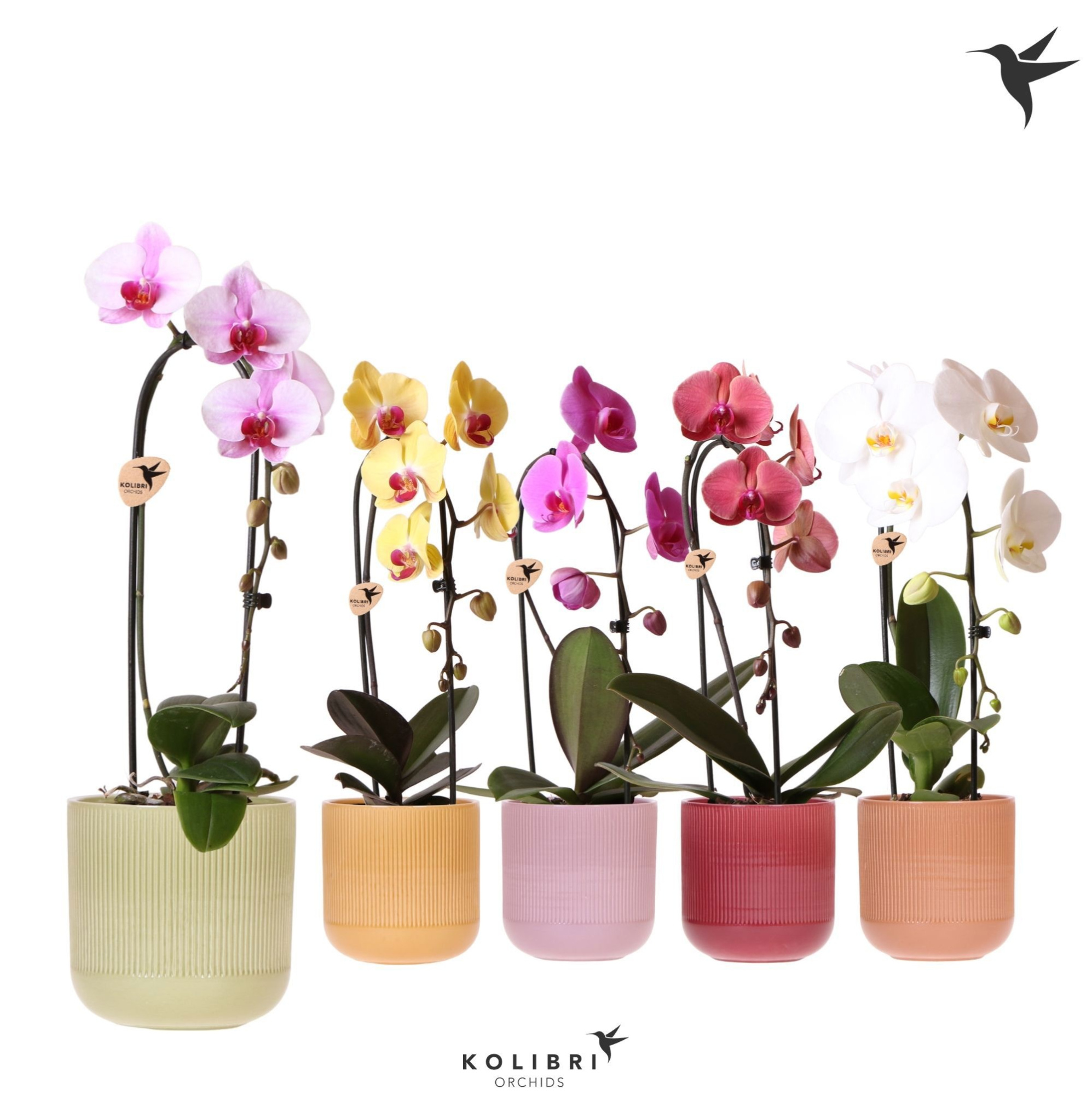 Kolibri Orchids Cascade Niagara Fall mix 1 spike in Flare pot mix, D 12 cm