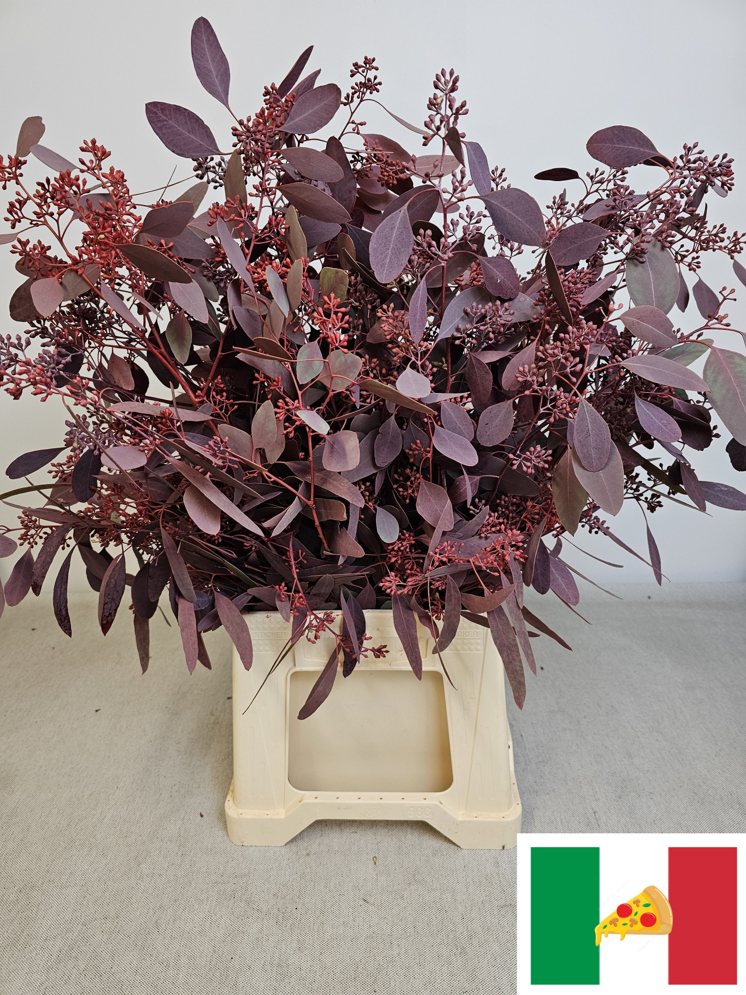 Эвкалипт Палиантемос Крашеный (с ягодами) за пучок (краш. ) 70, пуч.