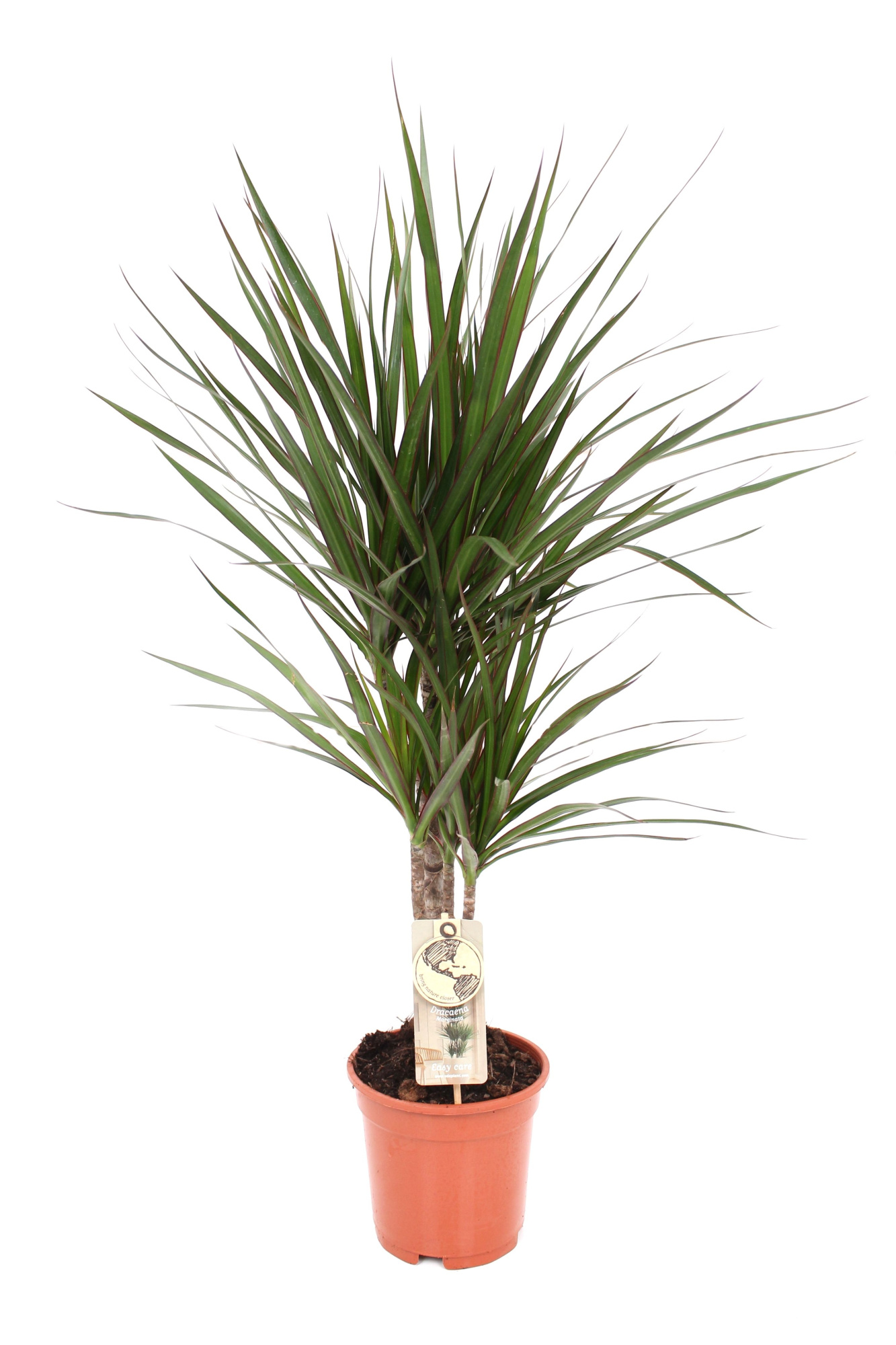 Marginata P17 30-10, D 17 cm