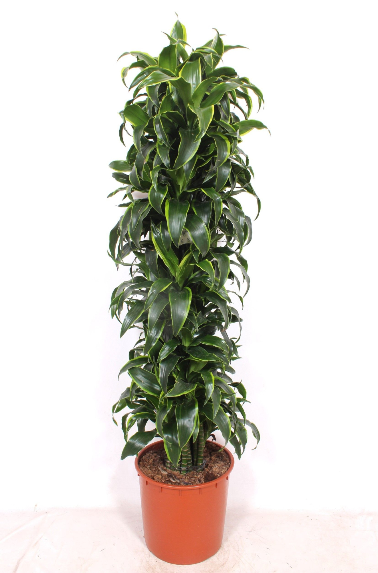 Dracaena Dorado, D 34