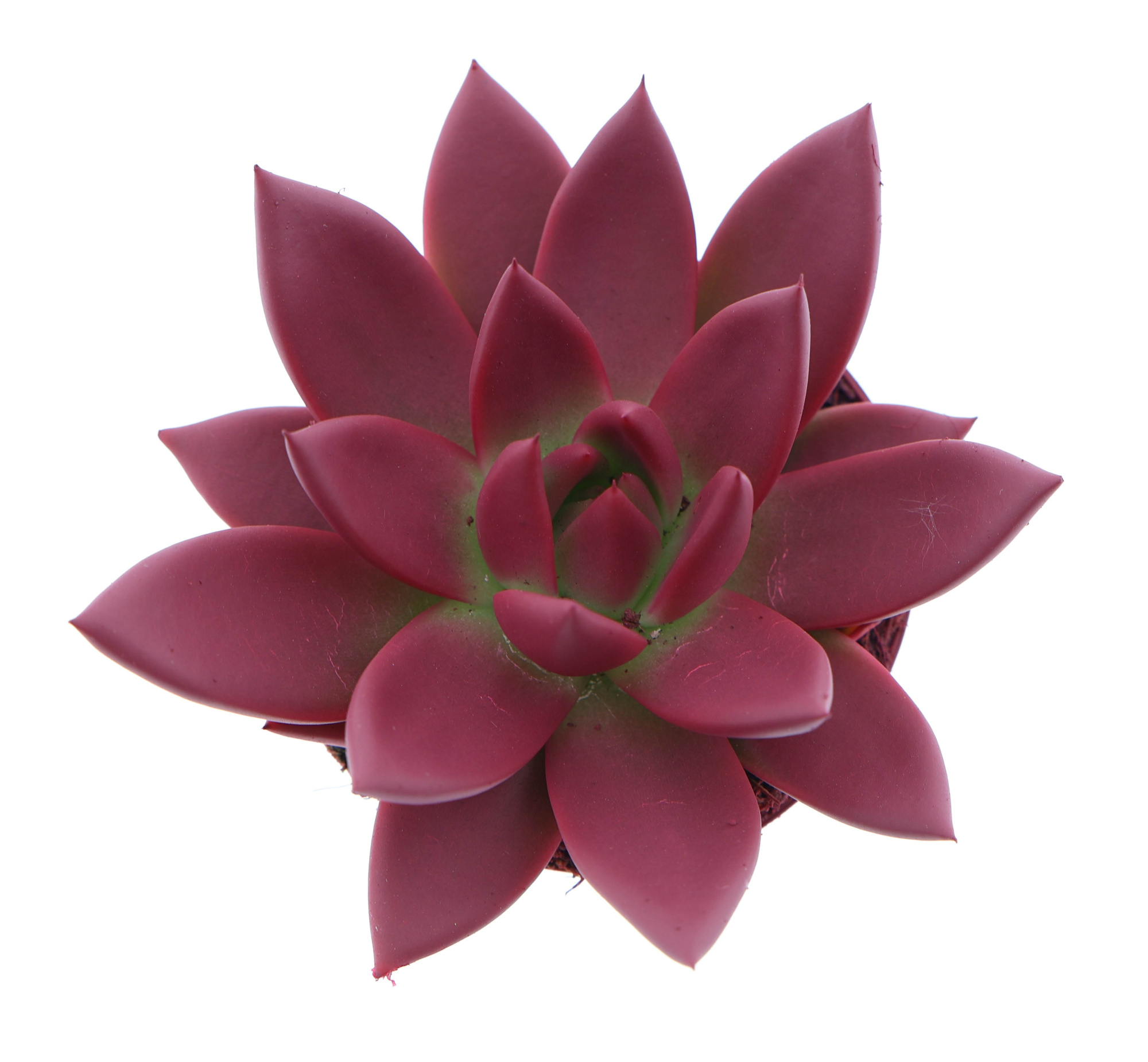 Rainbow bordeaux red, D 8,5 cm