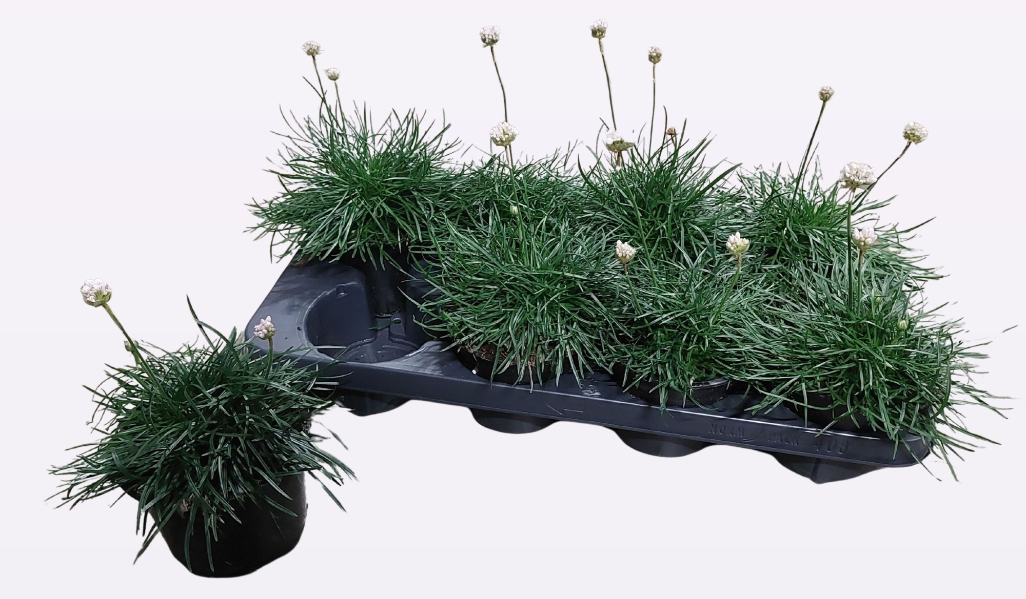 Armeria maritima alba, D 13