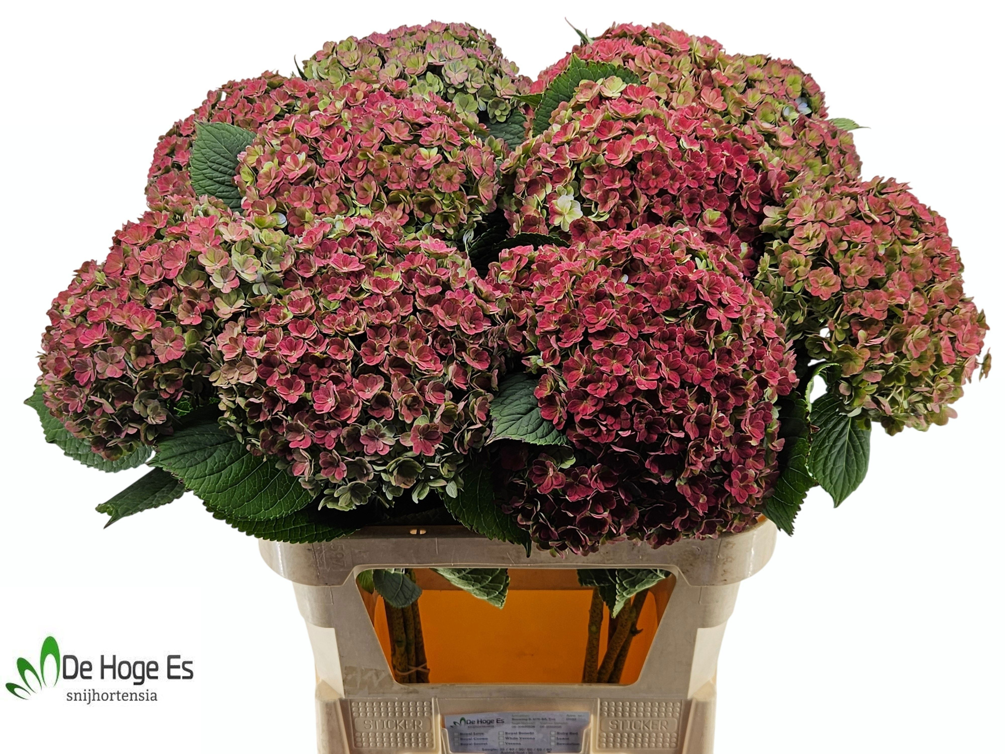 Гортензия Люксор Классик 80, шт.