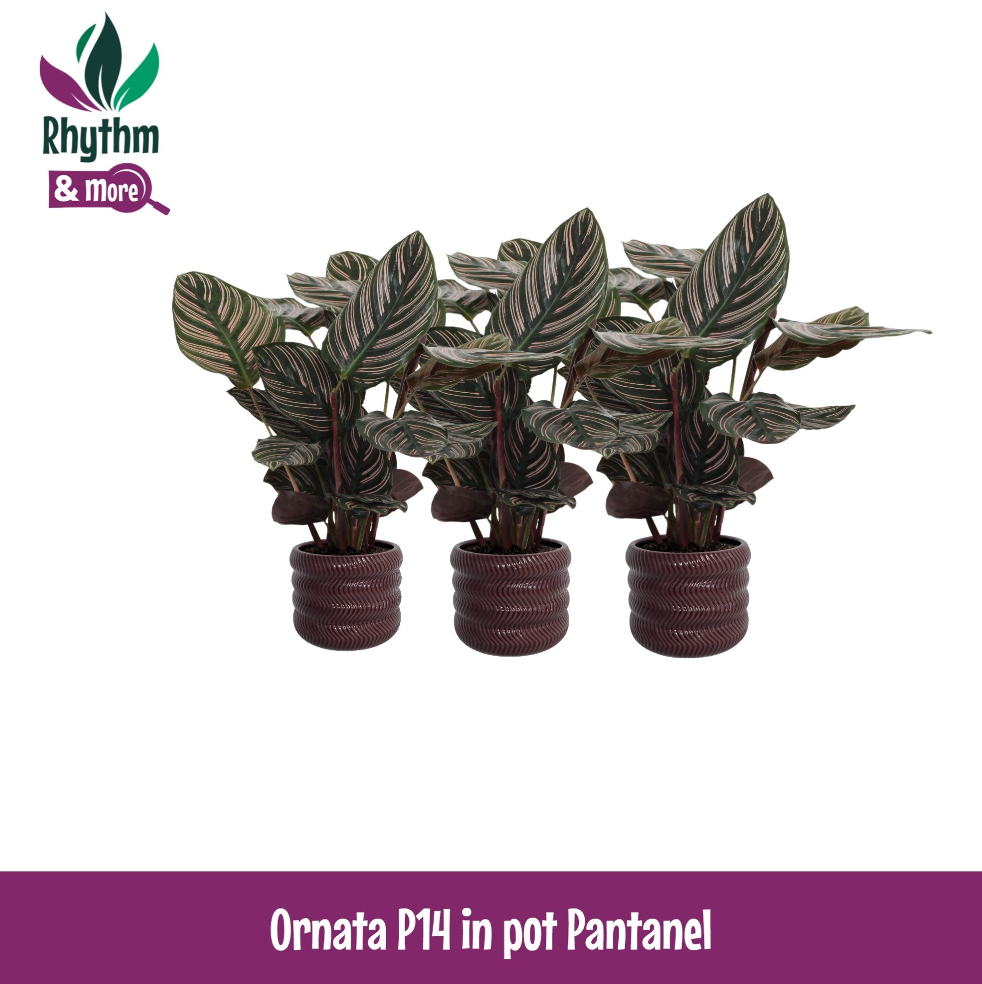 Calathea 14cm Ornata in Pantanel Keramiek - Rhythm & More, D 14