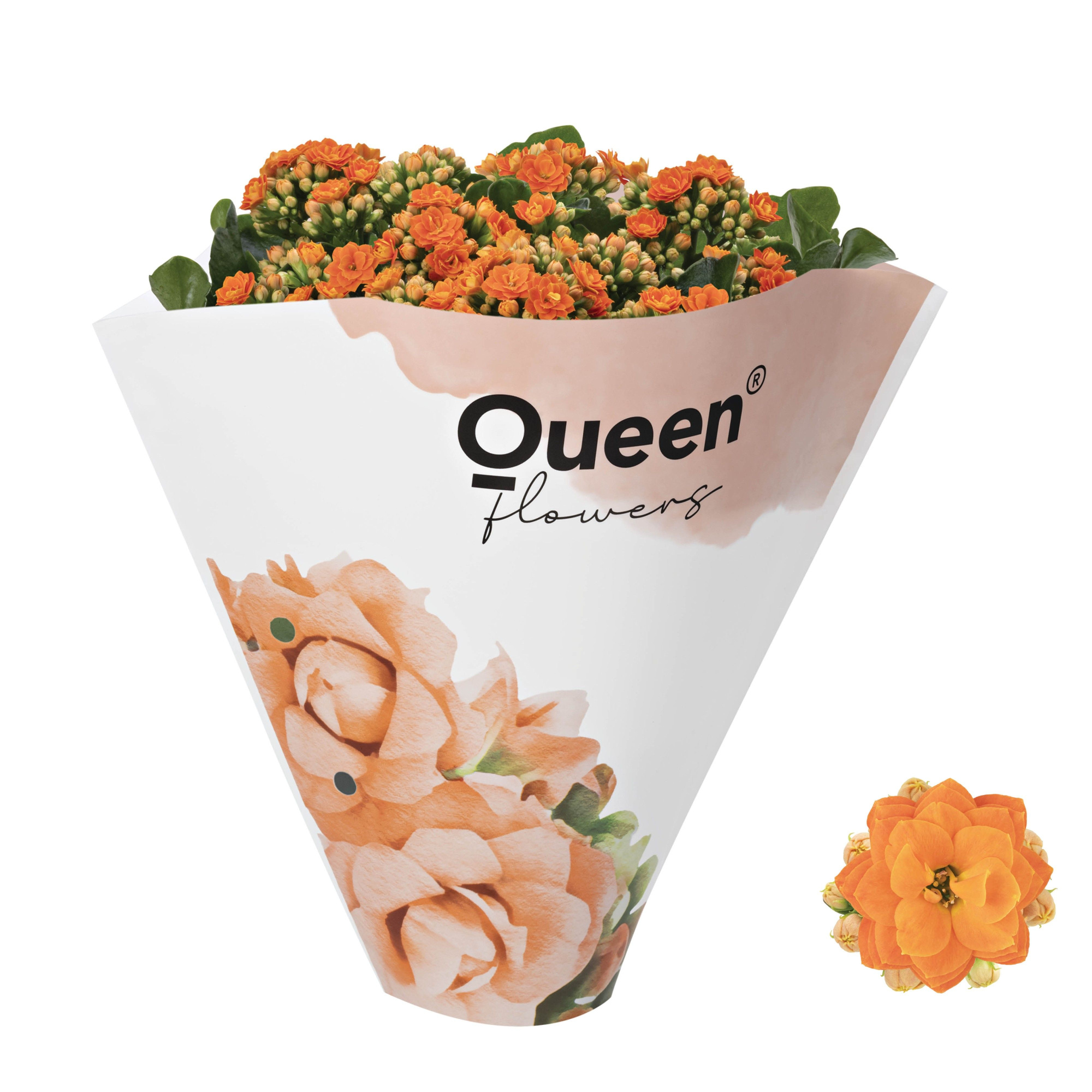 Queen® RoseFlowers 13 cm 3 p.p. Orange, D 13