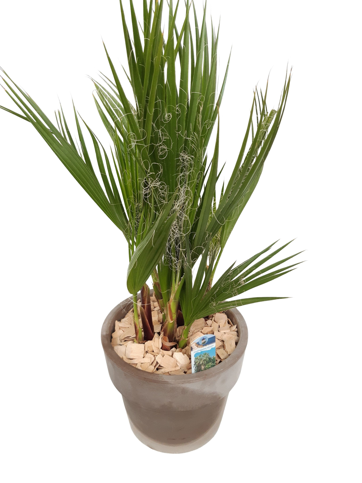 CK25WR Terraspot grijs Washingtonia Robusta, D 25 cm