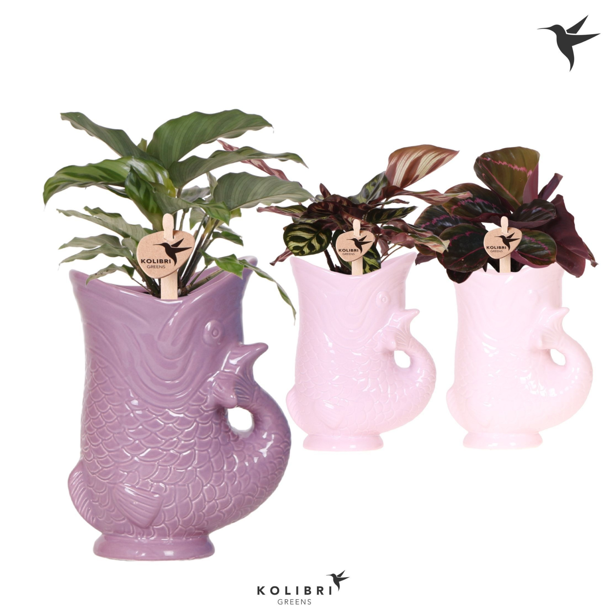 Kolibri Greens Calathea mix in Fish pot lila mix, D 9 cm