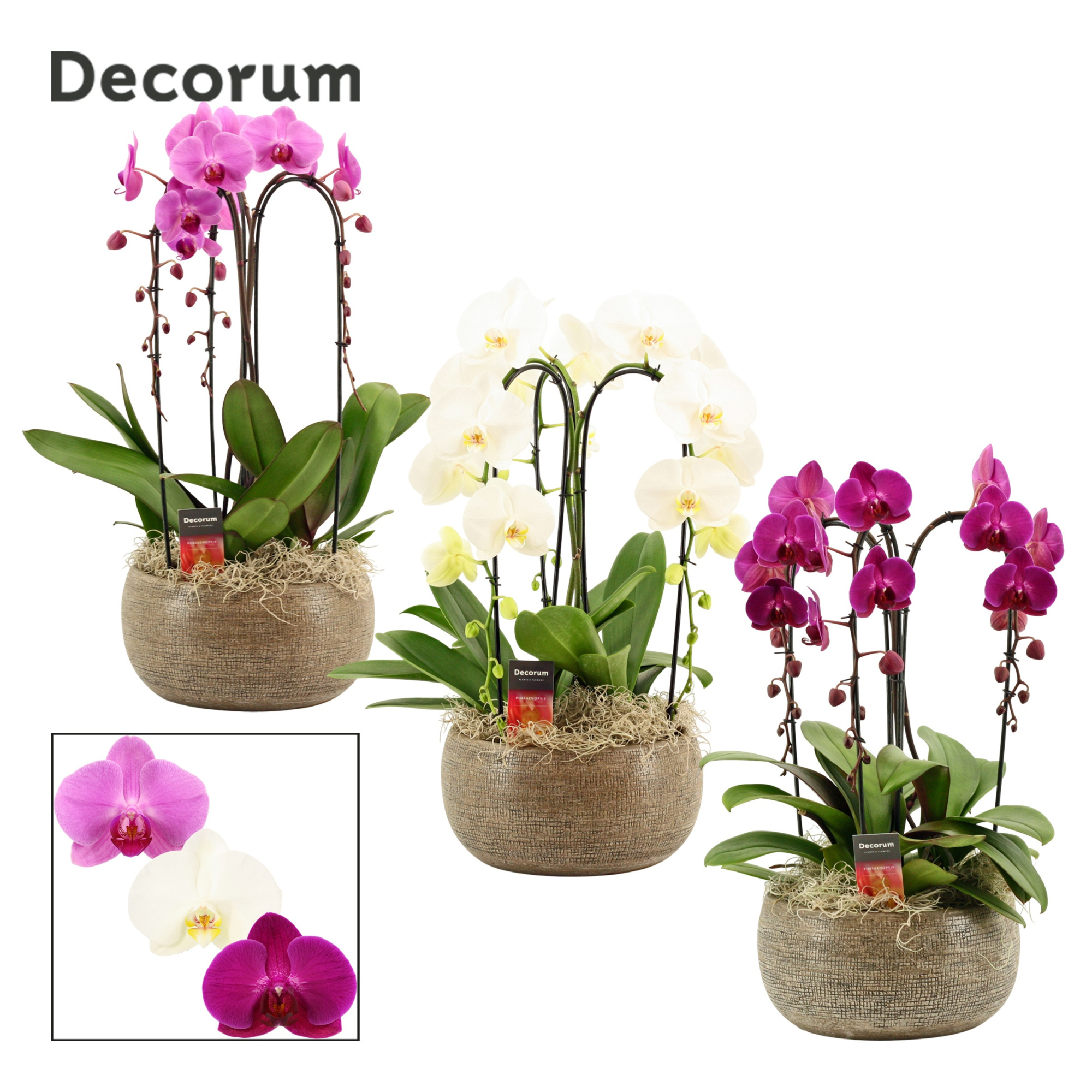 Bianca cascade 3 tak symphony mix (Deco-collection), D 27