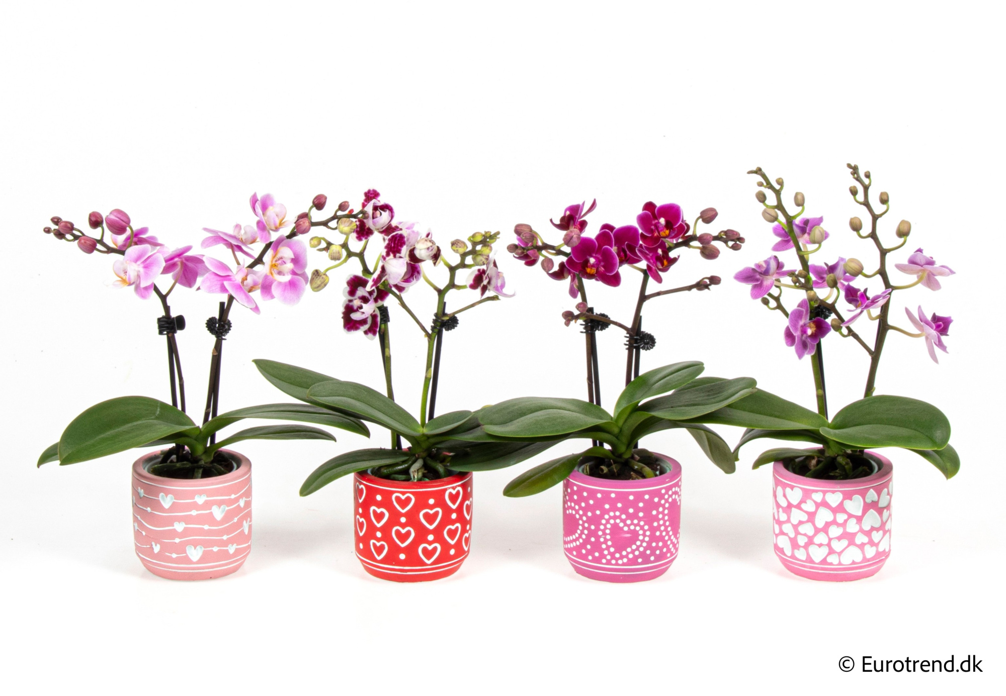 Phalaenopsis in Valentine ceramic 2026, D 6