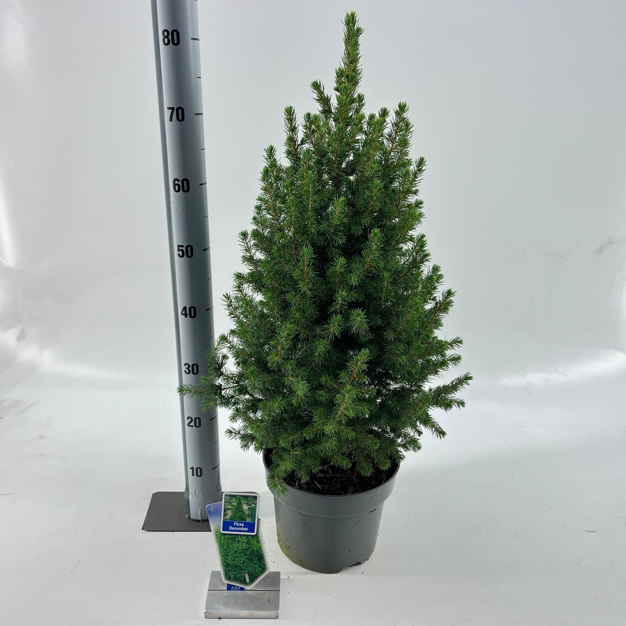 Picea glauca ‘Conica’, D 23 cm