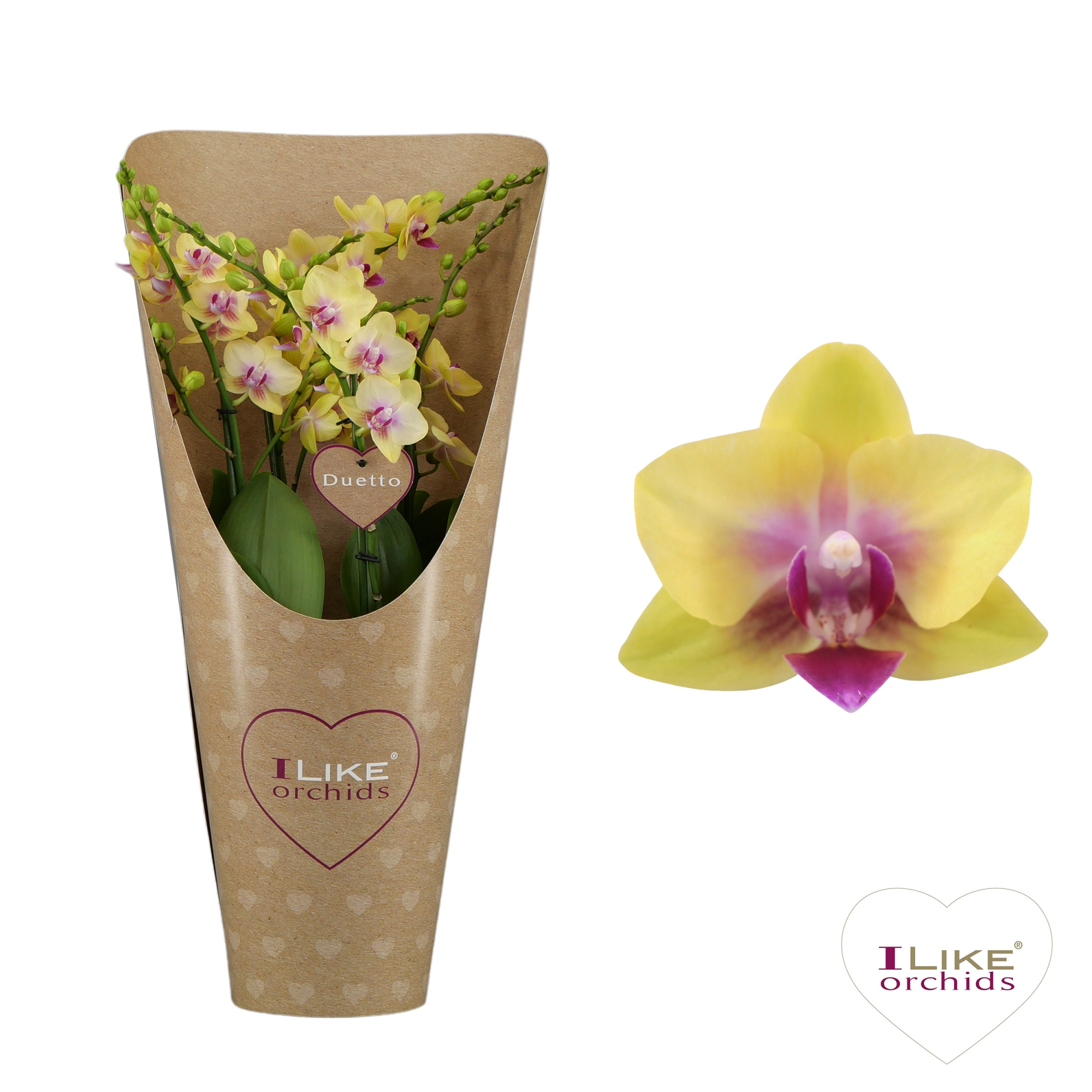 Duetto Spunky 60+ in draagcover, D 17 cm