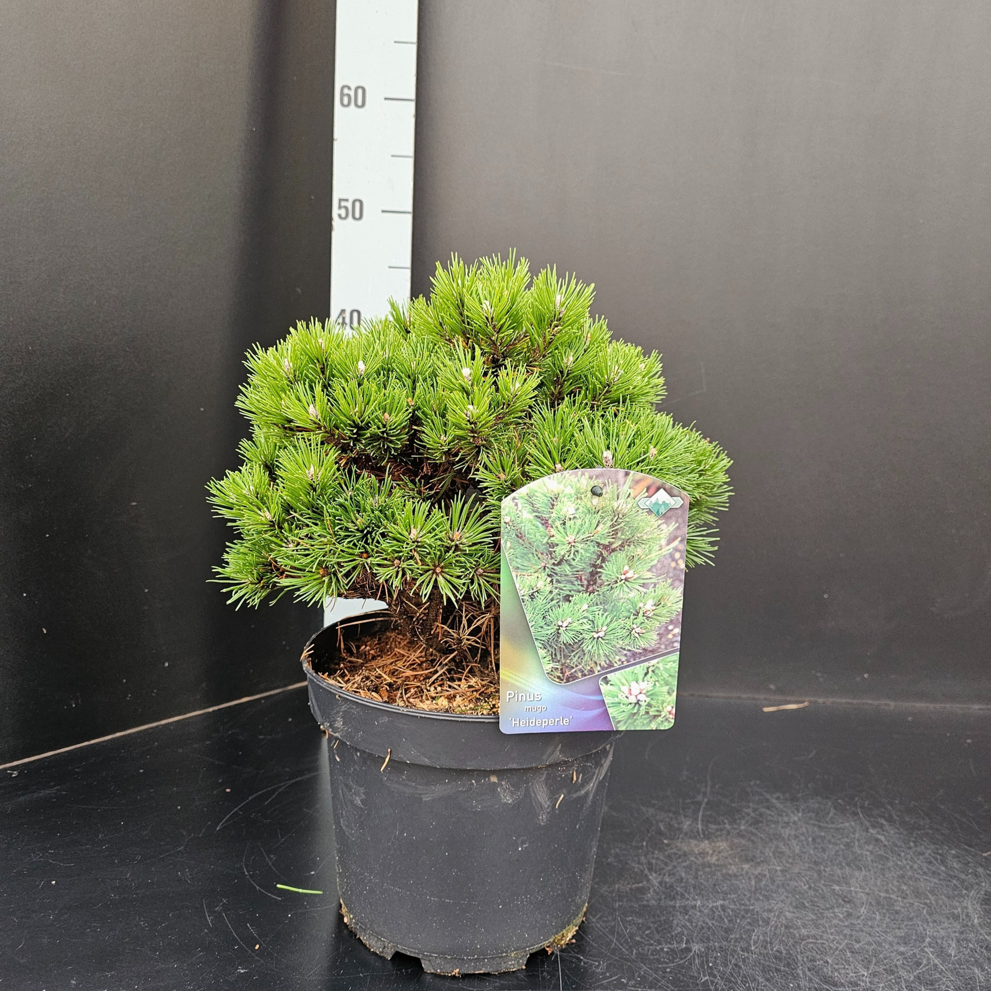 Pinus mugo 'Heideperle', D 26 cm