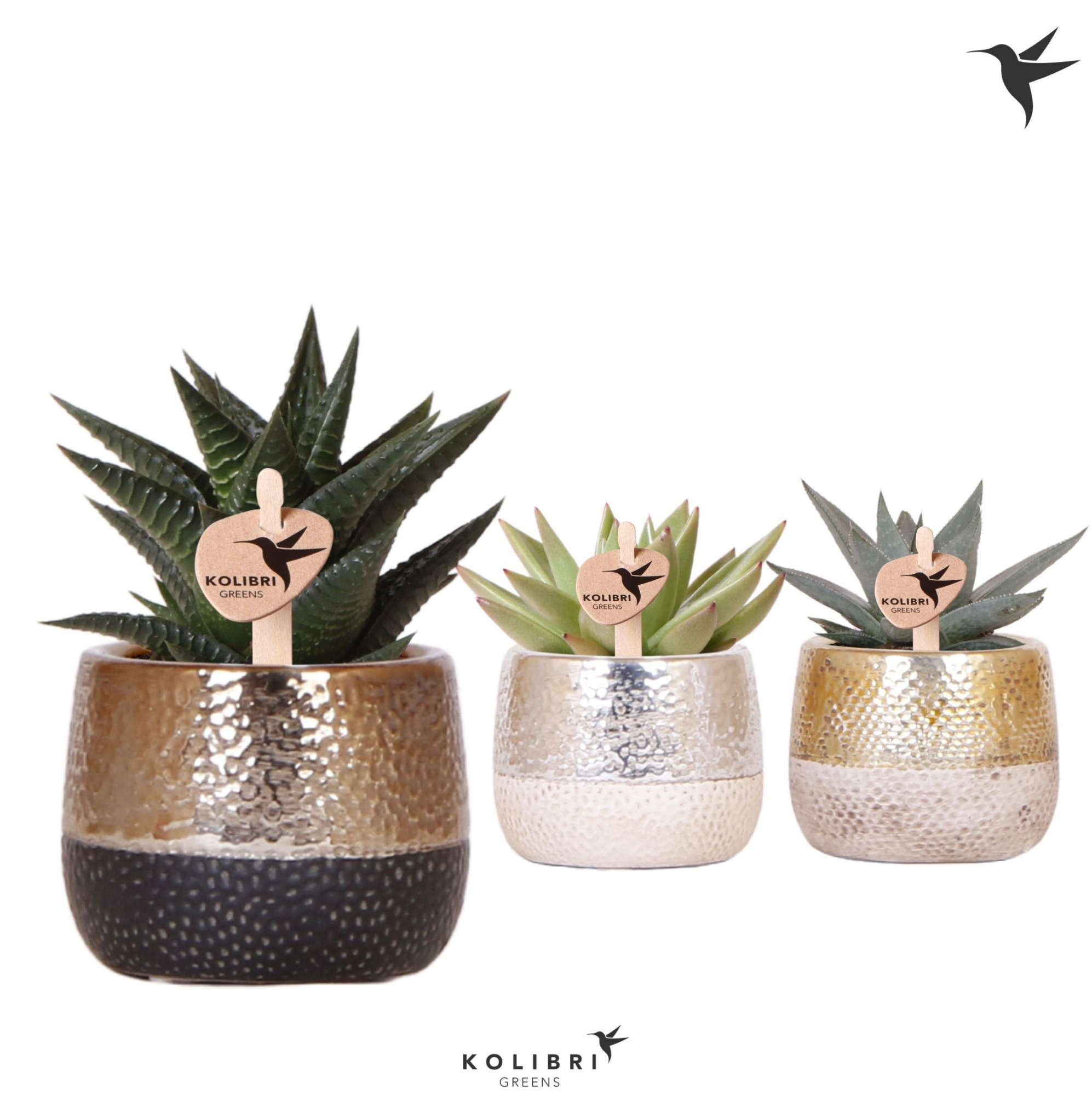 Kolibri Greens Succulenten mix in Elite pot mix, D 6