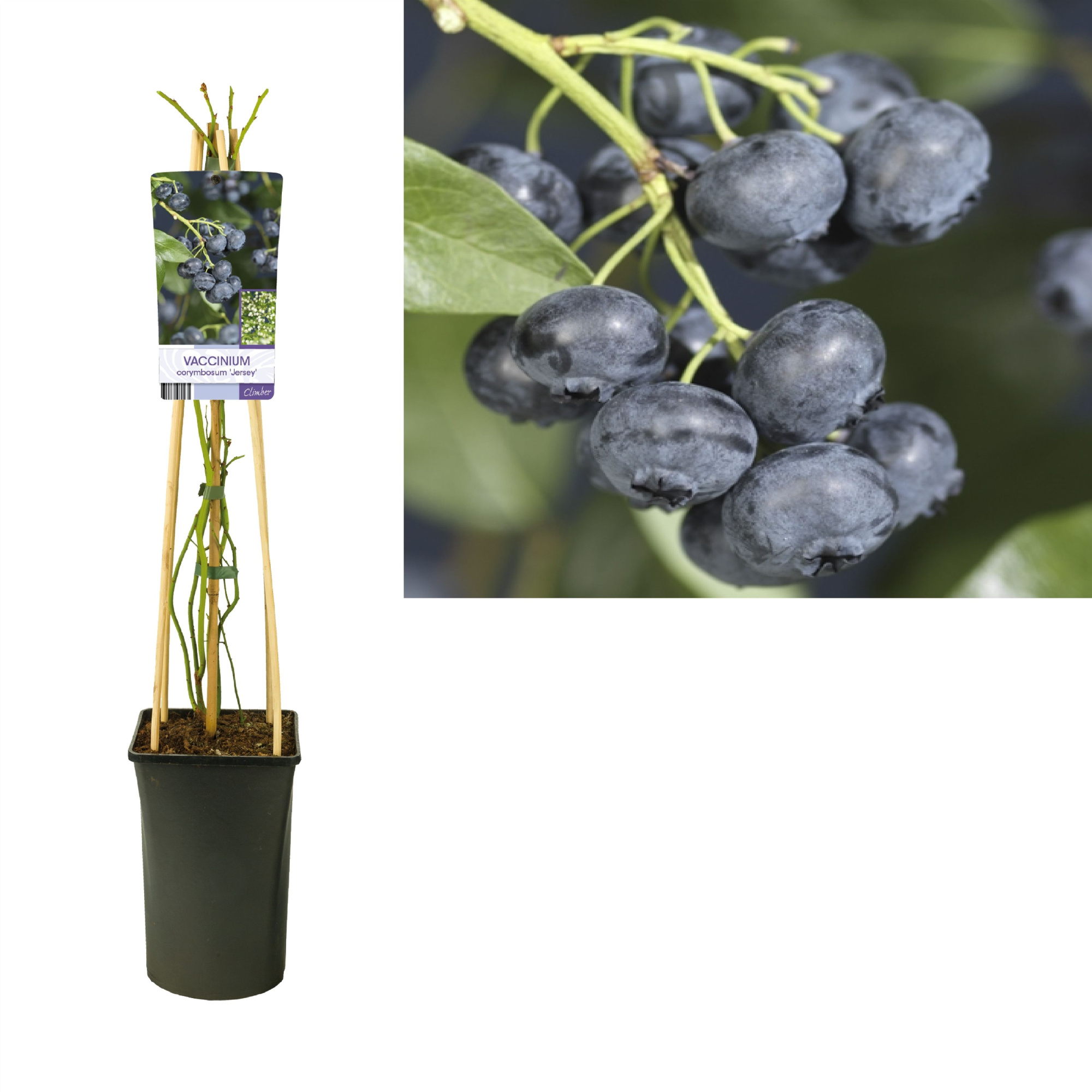 Vaccinium corymbosum 'Jersey' +light label, D 17 cm