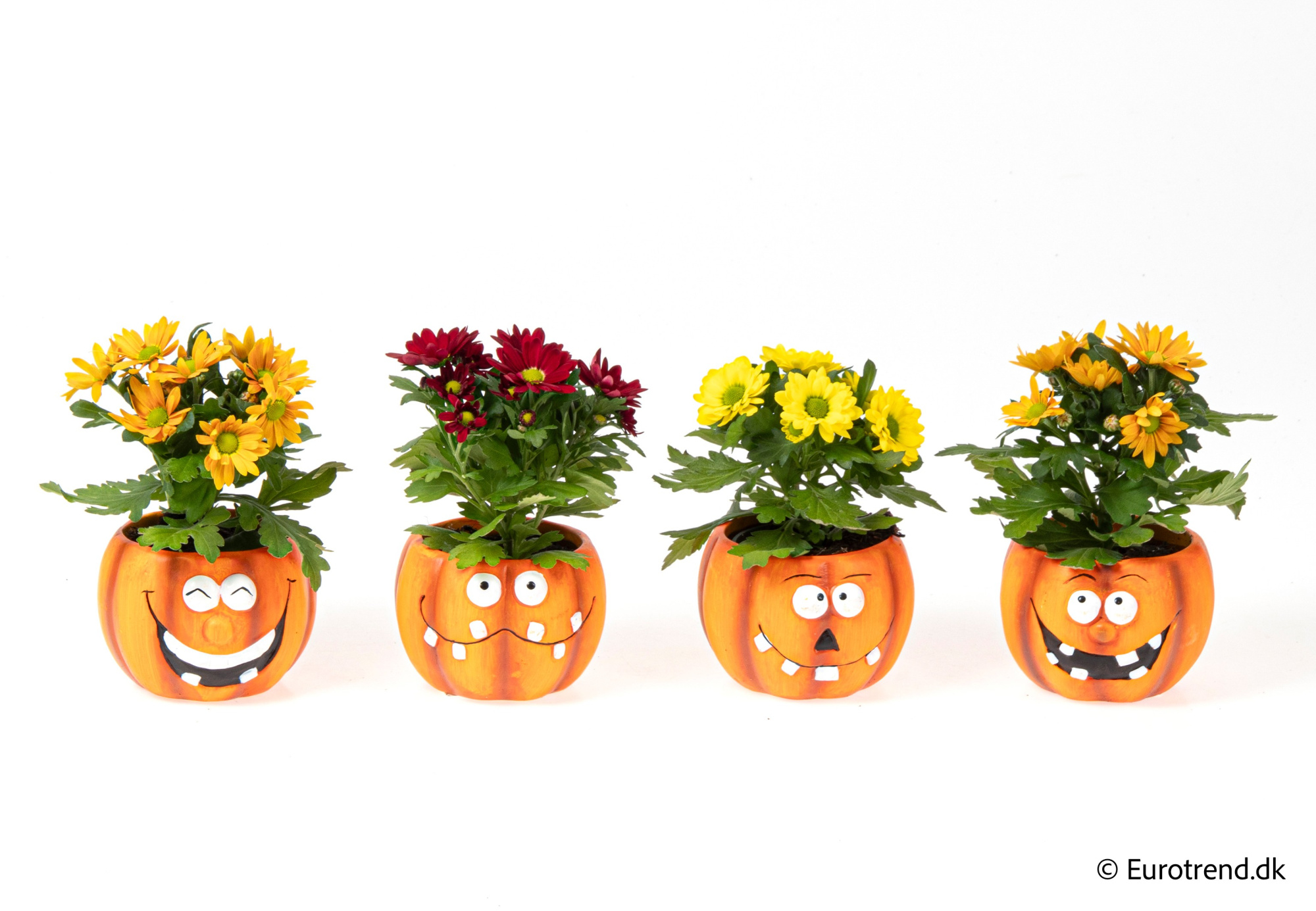 Chrysanthemum in Halloween ceramic 2025, D 6 cm