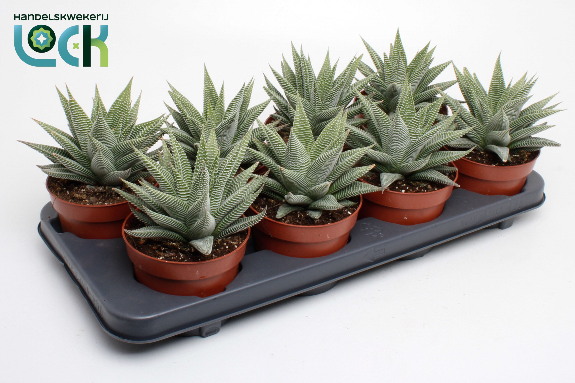 Haworthia Spider White, D 12