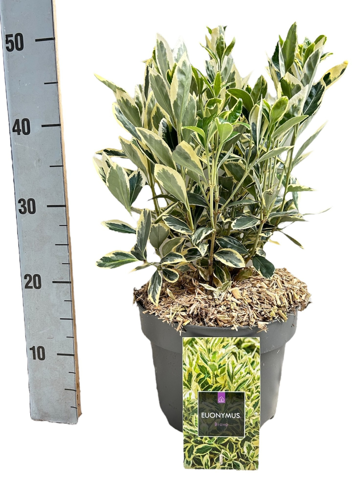 Euonymus japonicus 'Bravo', D 23 cm