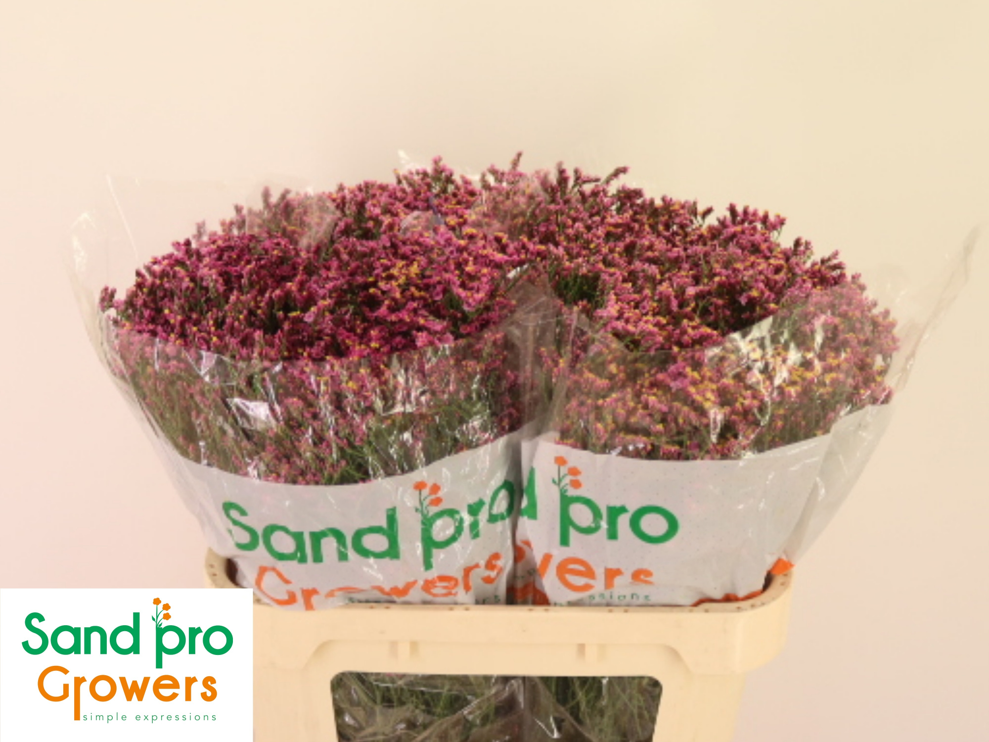 Лимониум Тифани Даймонд 70, шт.