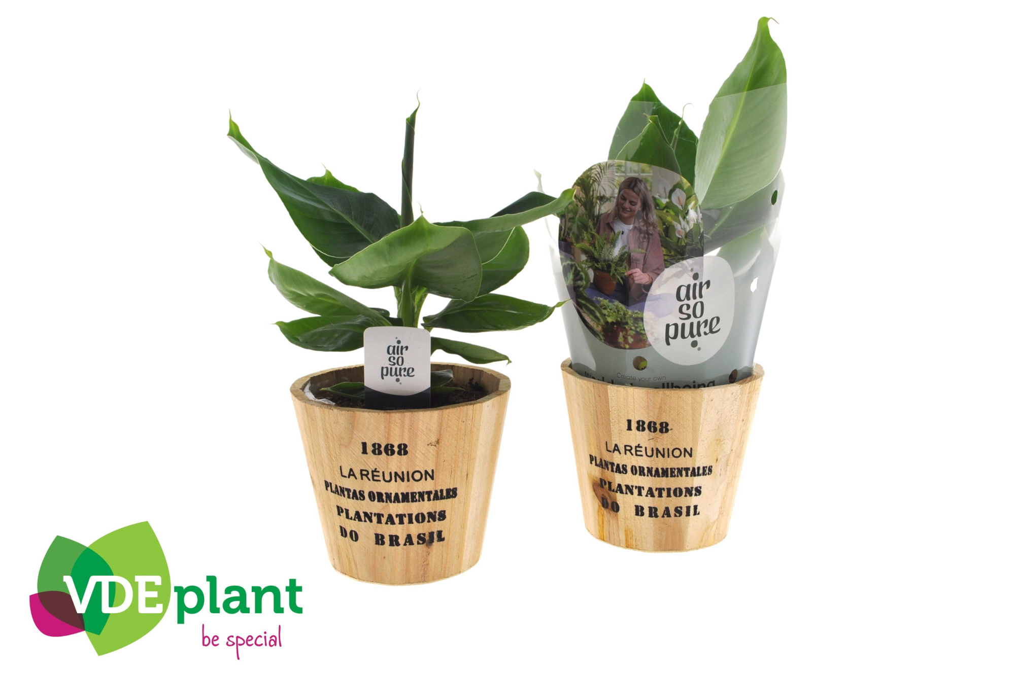 Musa in Nairobi pot, D 12 cm