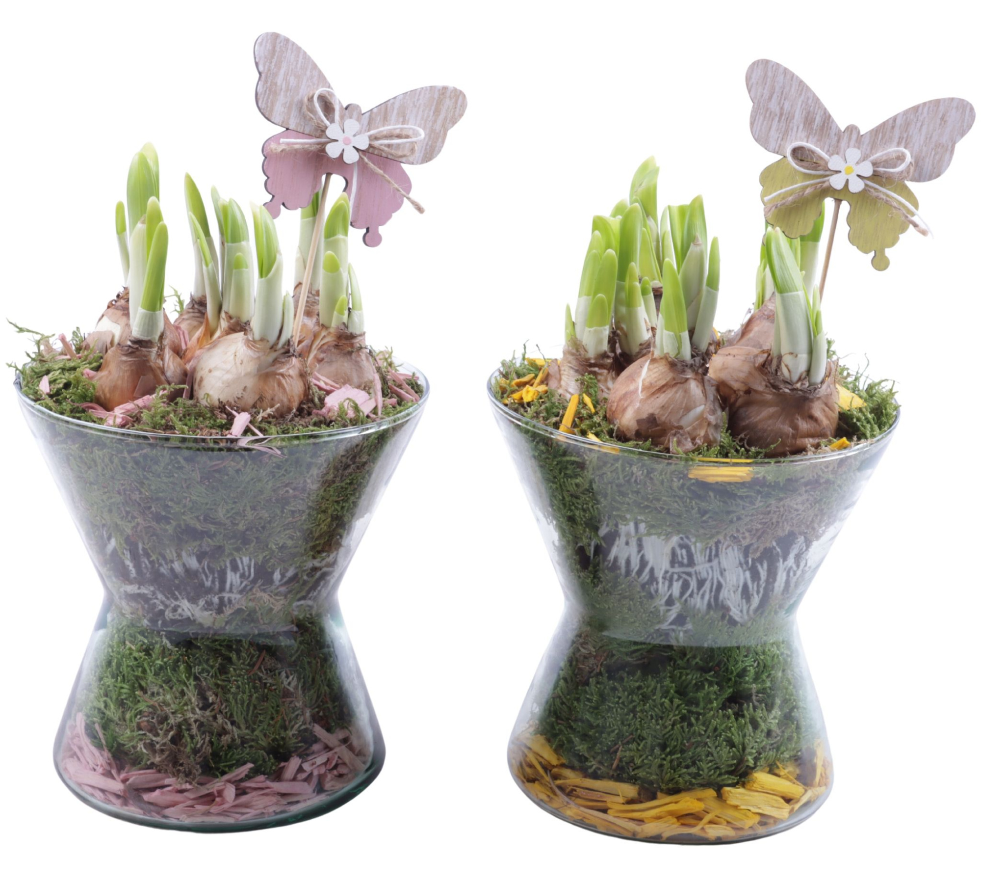 Bulbs Arr. Narcis Glass Hourglass Ø16cm, D 16