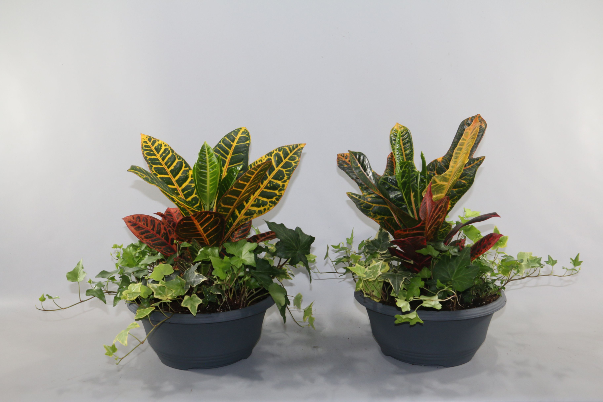 Toef Croton mix+Hedera mix 27cm, D 27 cm