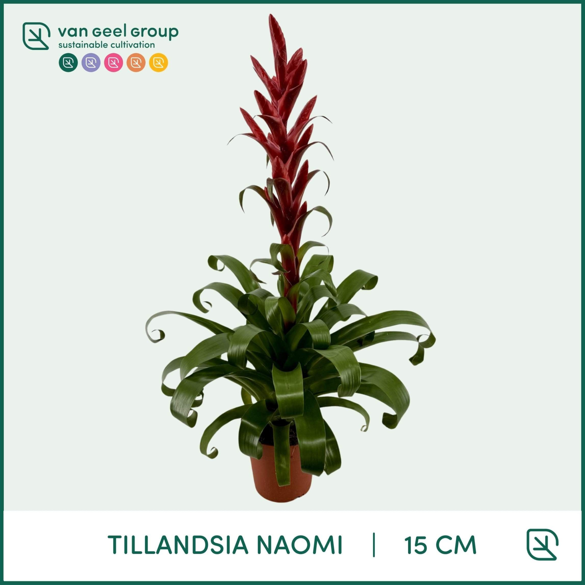 Tillandsia Naomi, D 15 cm