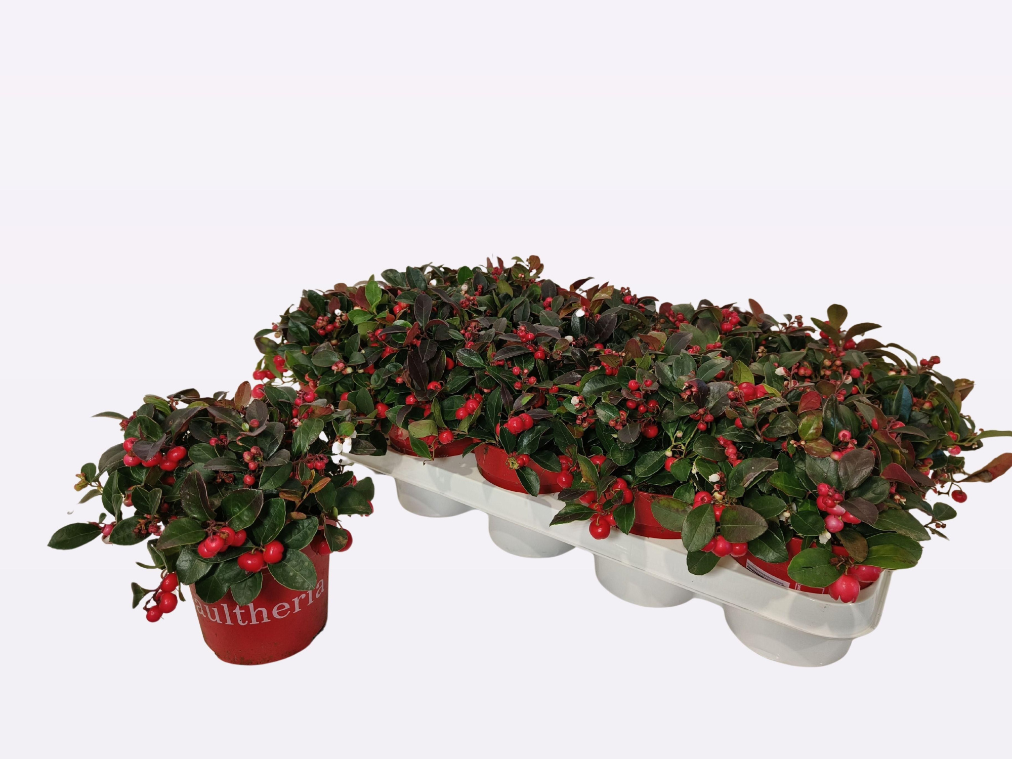 Gaultheria overig Big Berry, D 12 cm