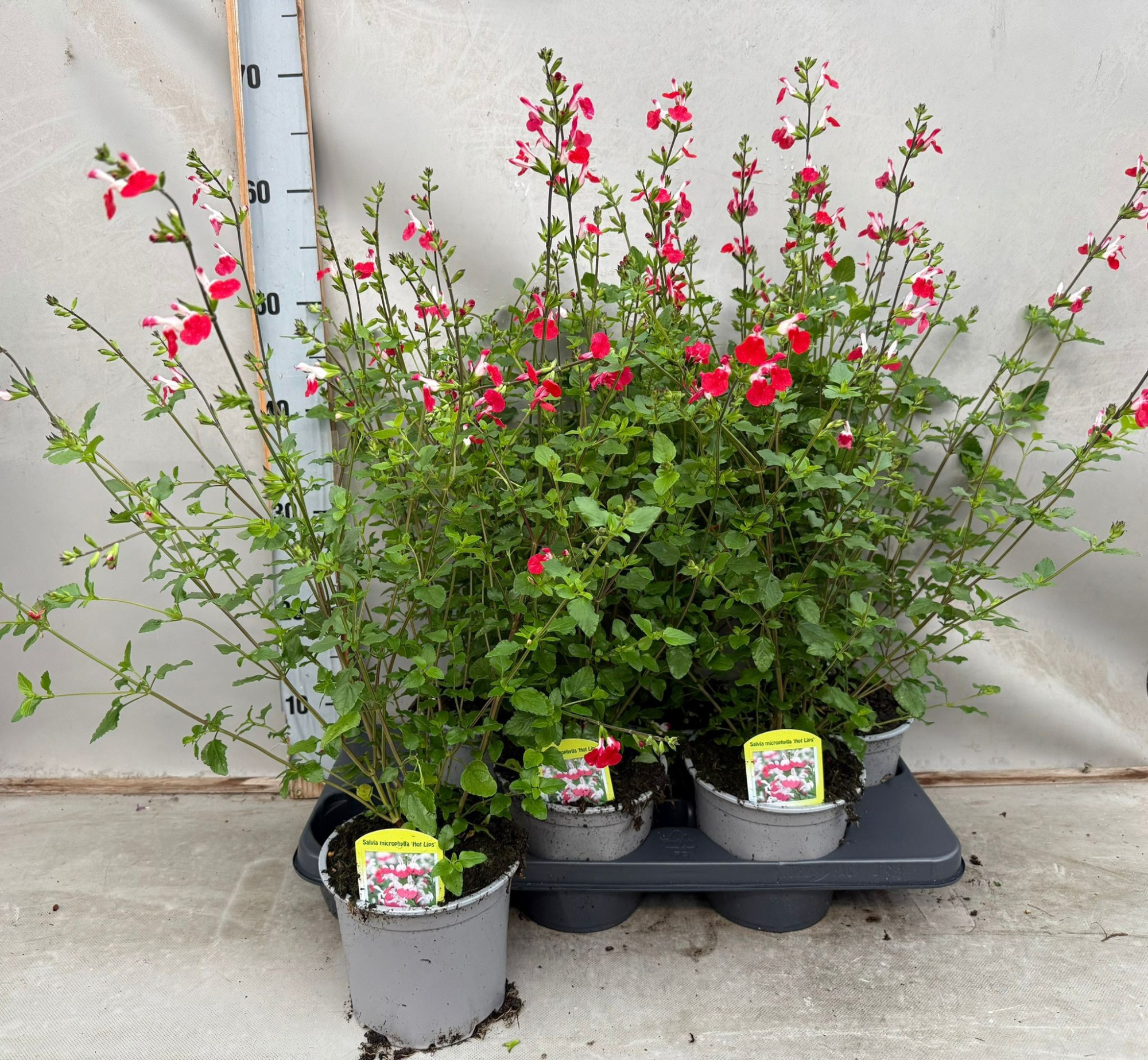 Salvia Microphyla Hot lips, D 15 cm