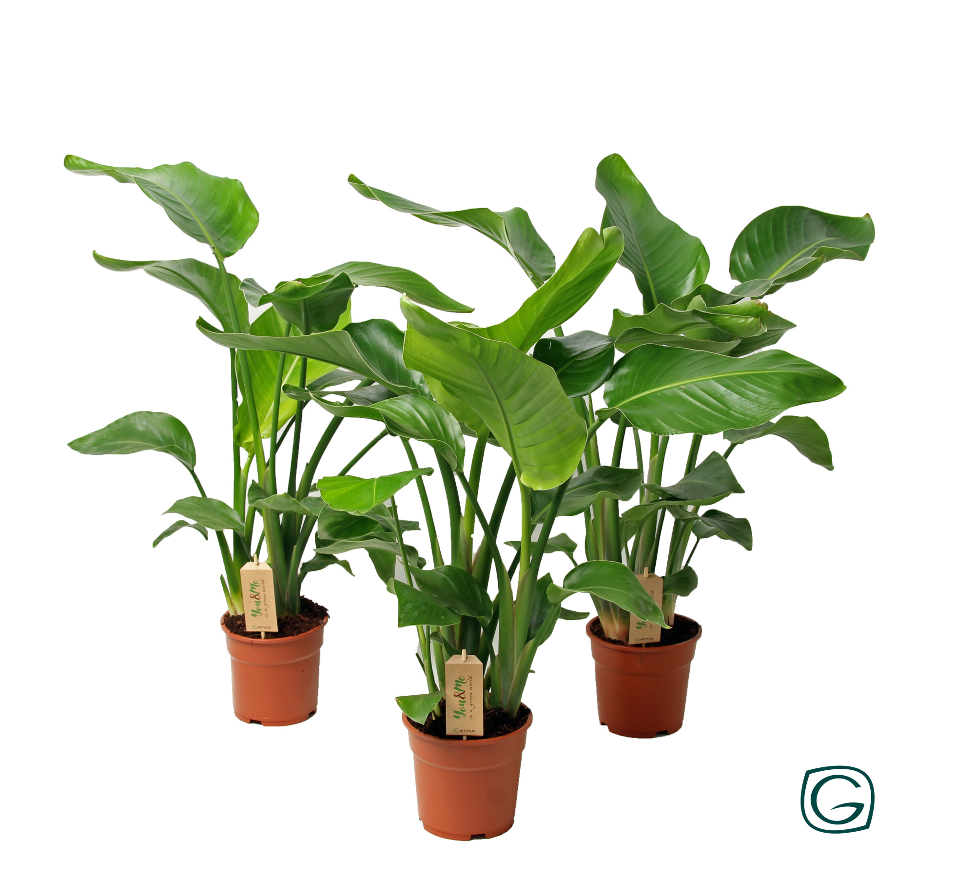 Strelitzia nicolai p17, D 17