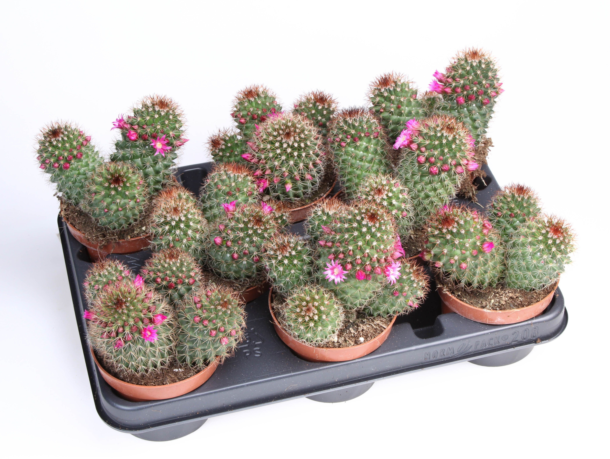 Mammillaria bloei ernestii, D 10,5