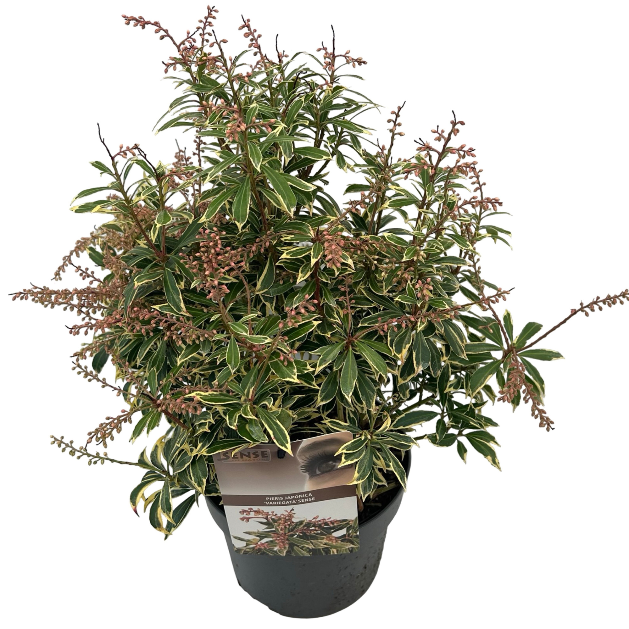 Pieris jap. 'Variegata' sense, D 19
