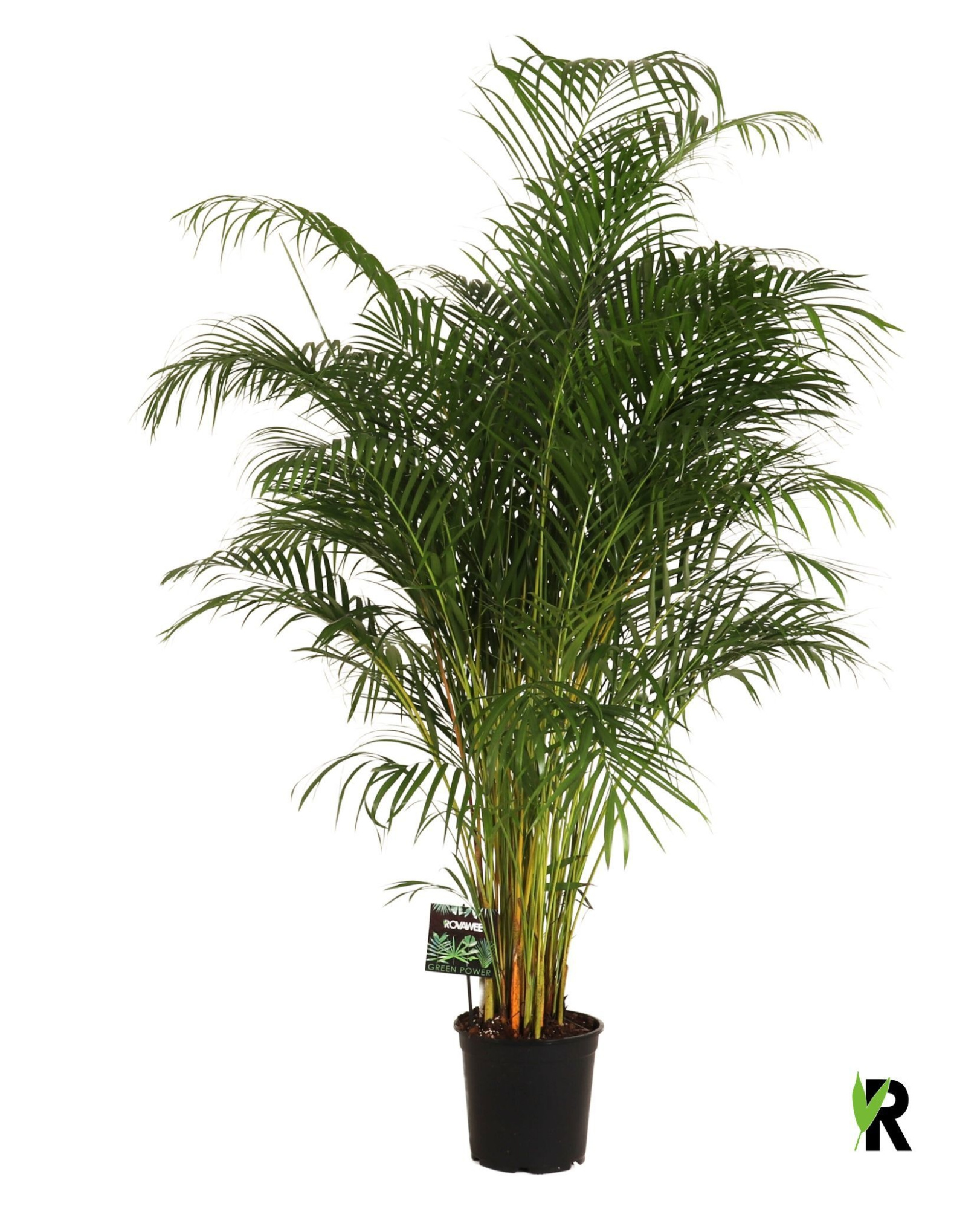 Dypsis lutescens, D 27