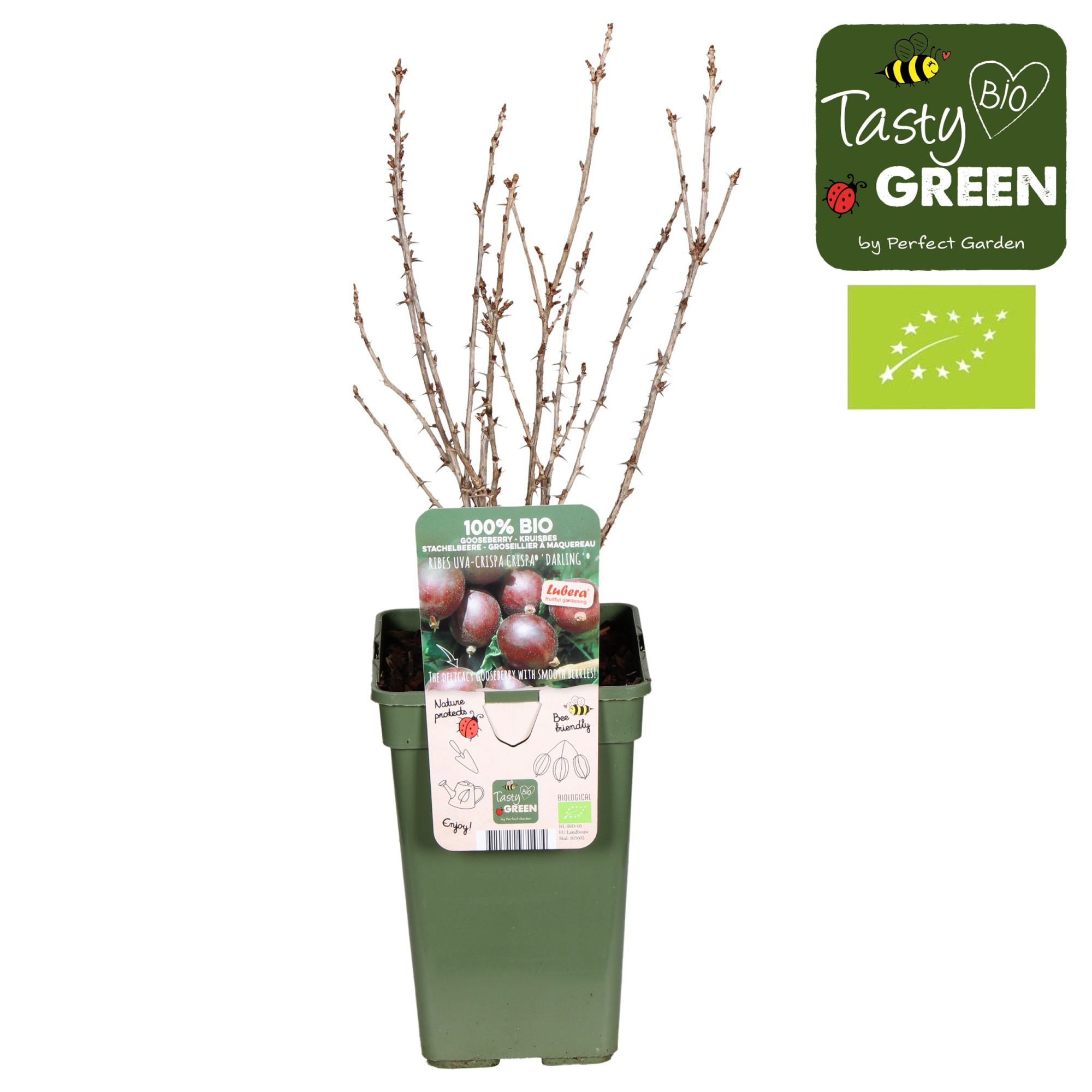 Ribes uva-crispa Crispa® 'Darling'® Bio P19, D 19 cm