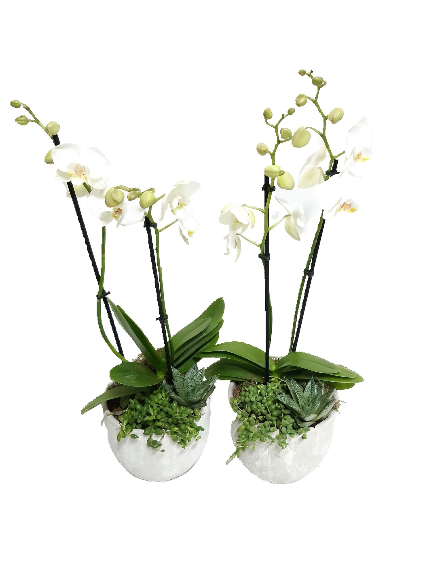 PP16PHW Bolpot mix Phal 2t wit + succulentmix, D 16 cm