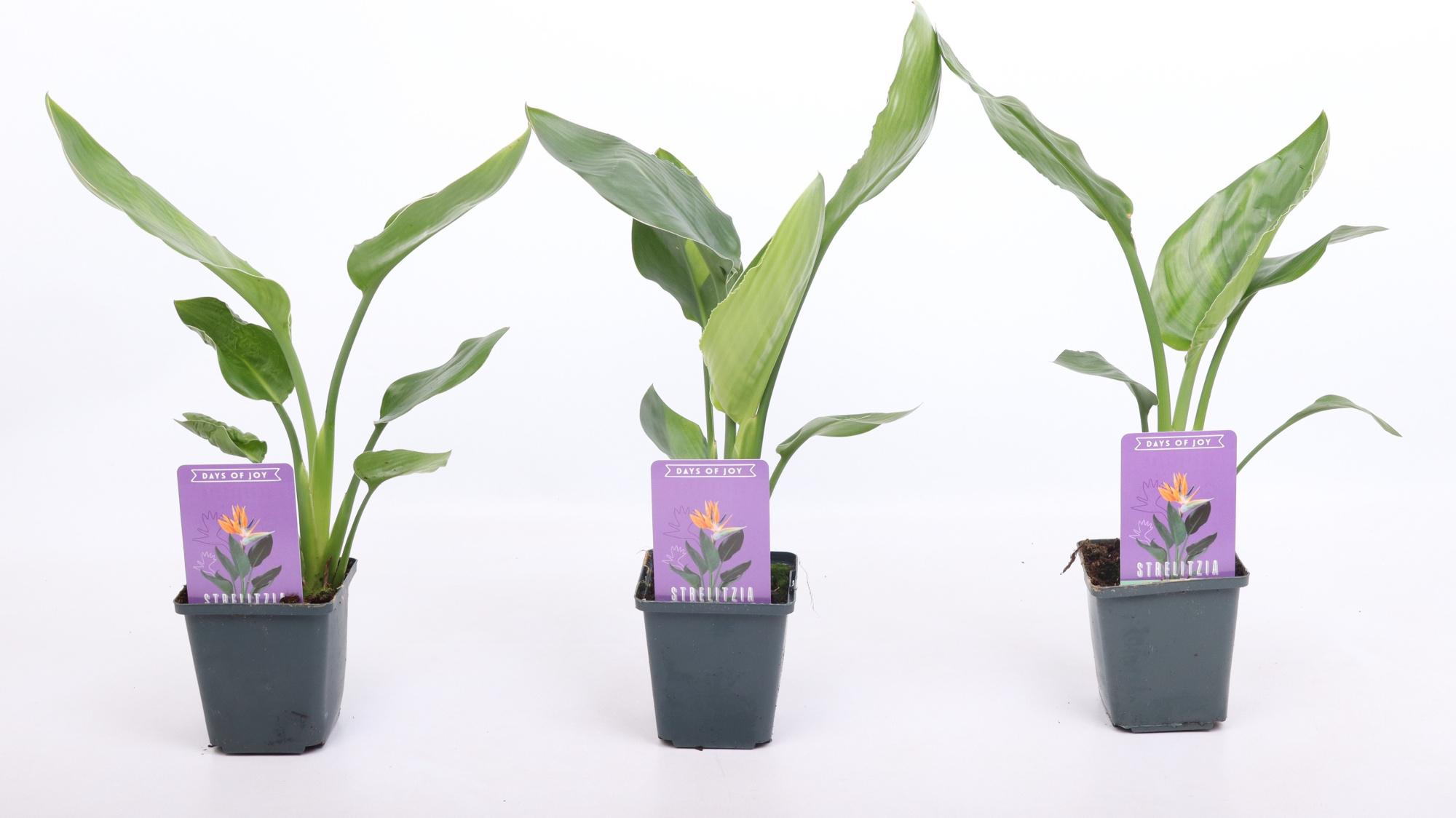 Strelitzia reginae 9 cm, D 9 cm