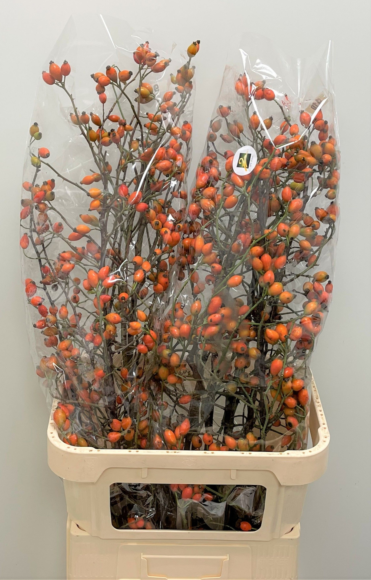 Рузботель Заффиро 90, шт.