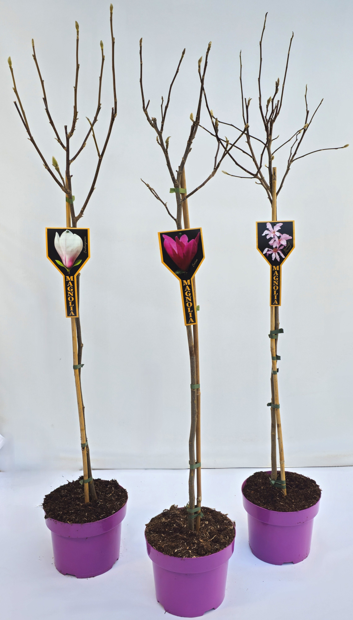 Magnolia geknopt(bloem) in soorten, D 23