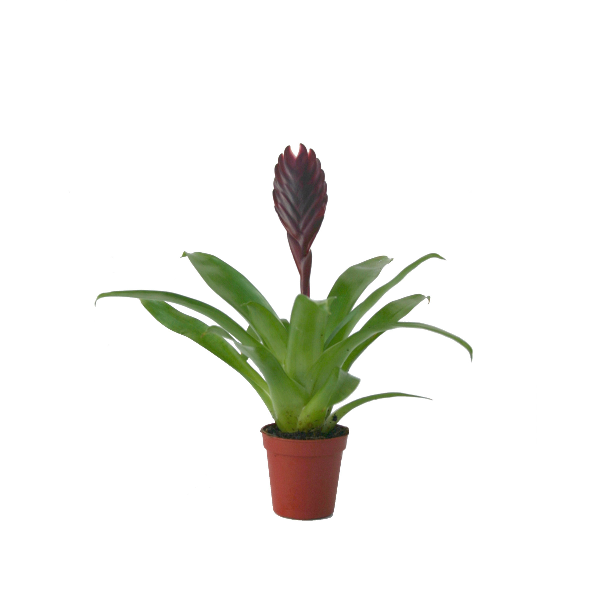 Vriesea Cathy, D 5,5